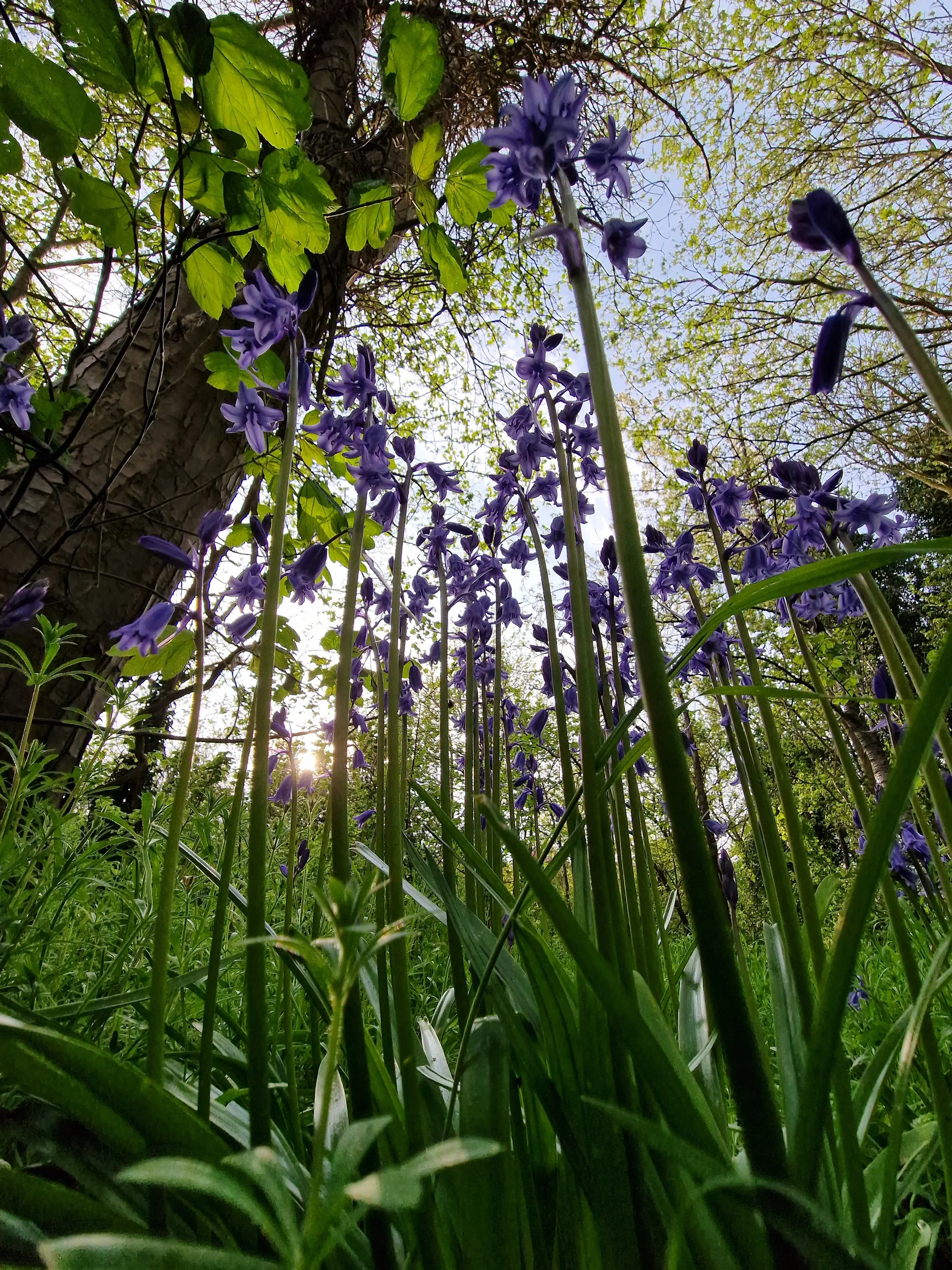 Woodland bluebells