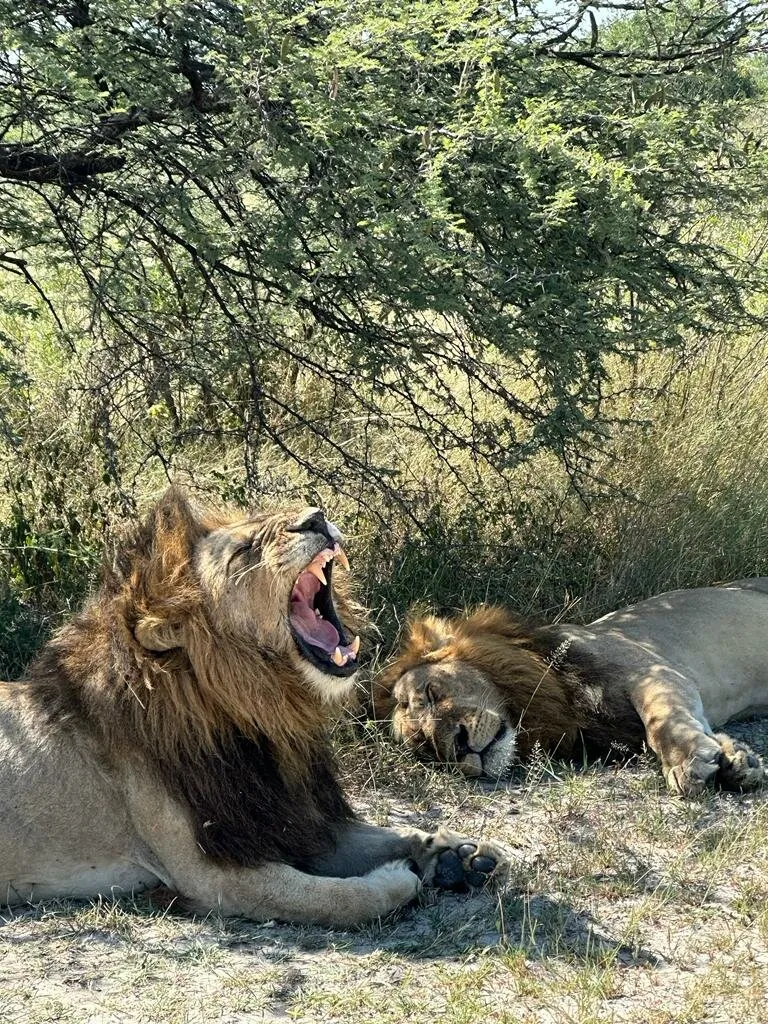 King ‘ s afternoon nap.
