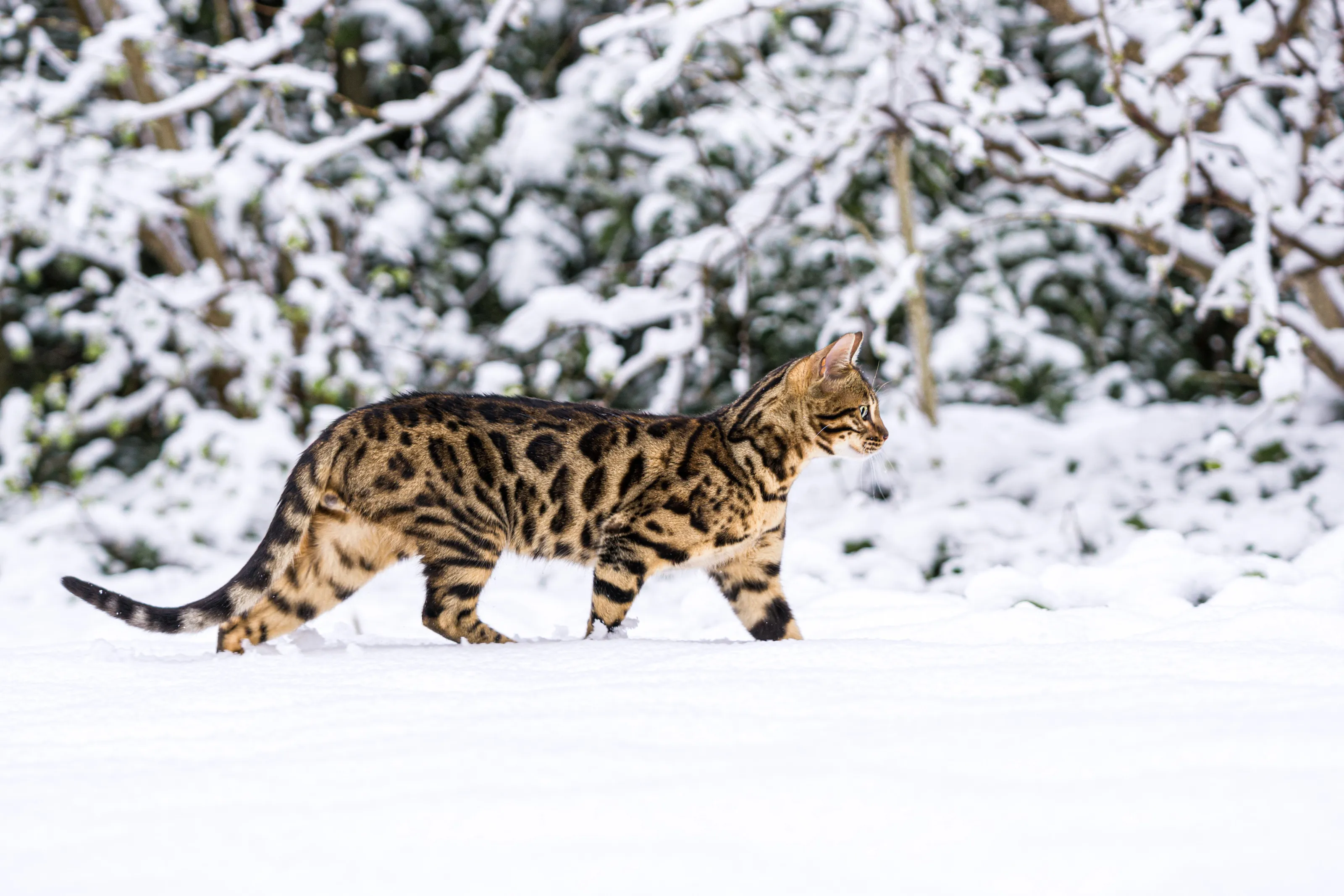 Bengal cat in the snow!