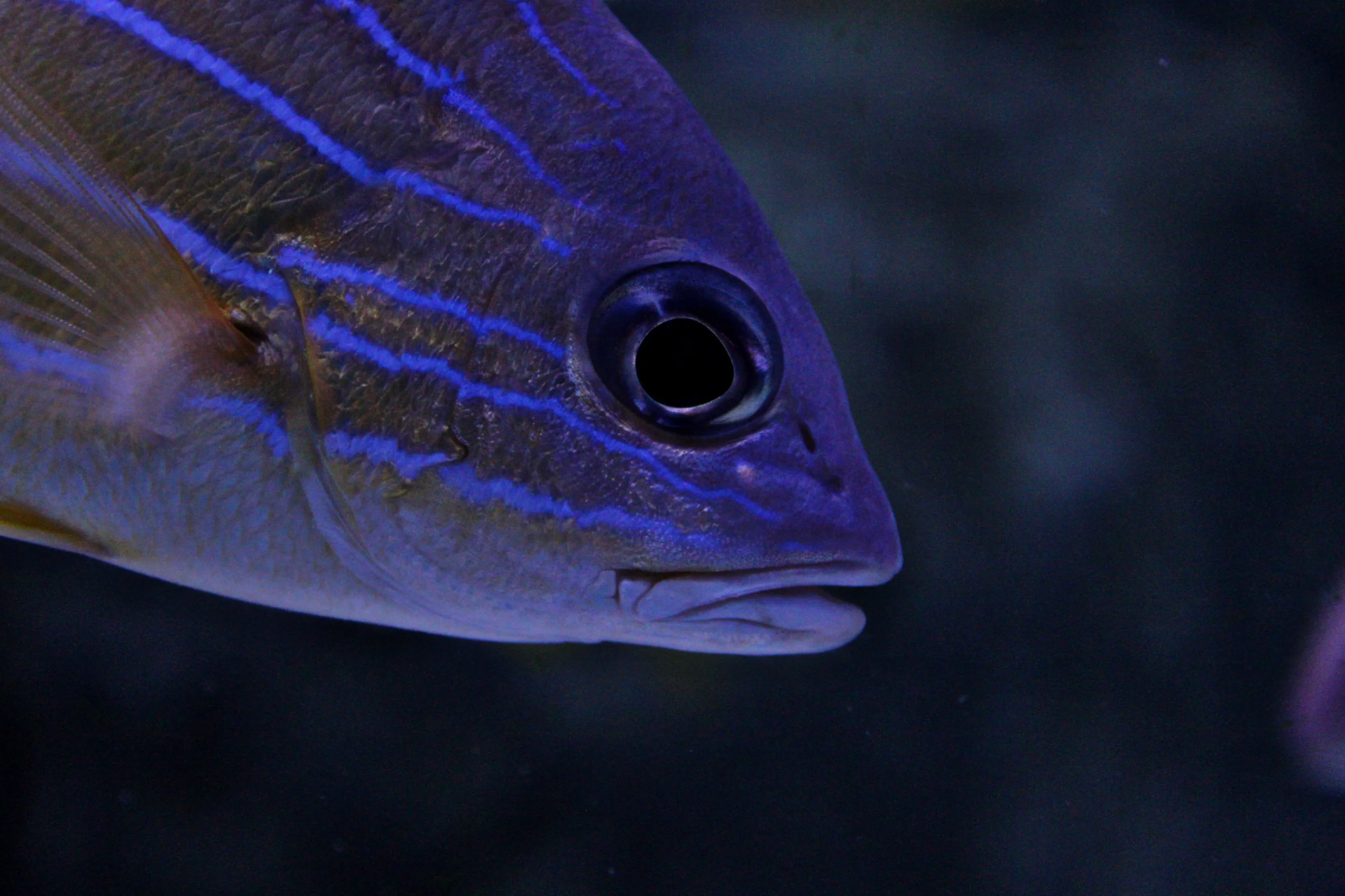 fish