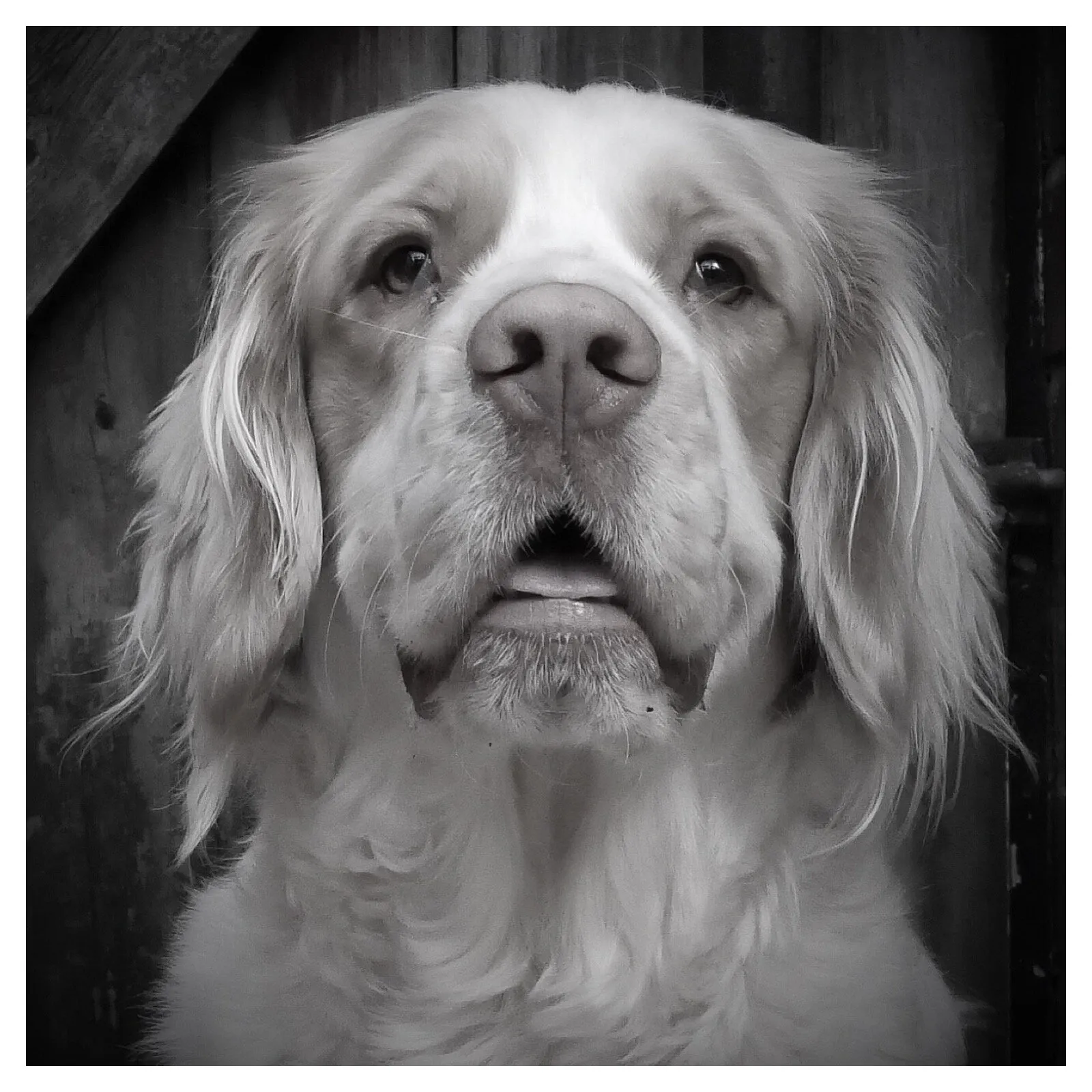 Ted my Gorgeous Clumber Spaniel