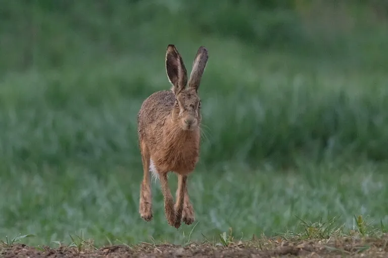 Airborne hare