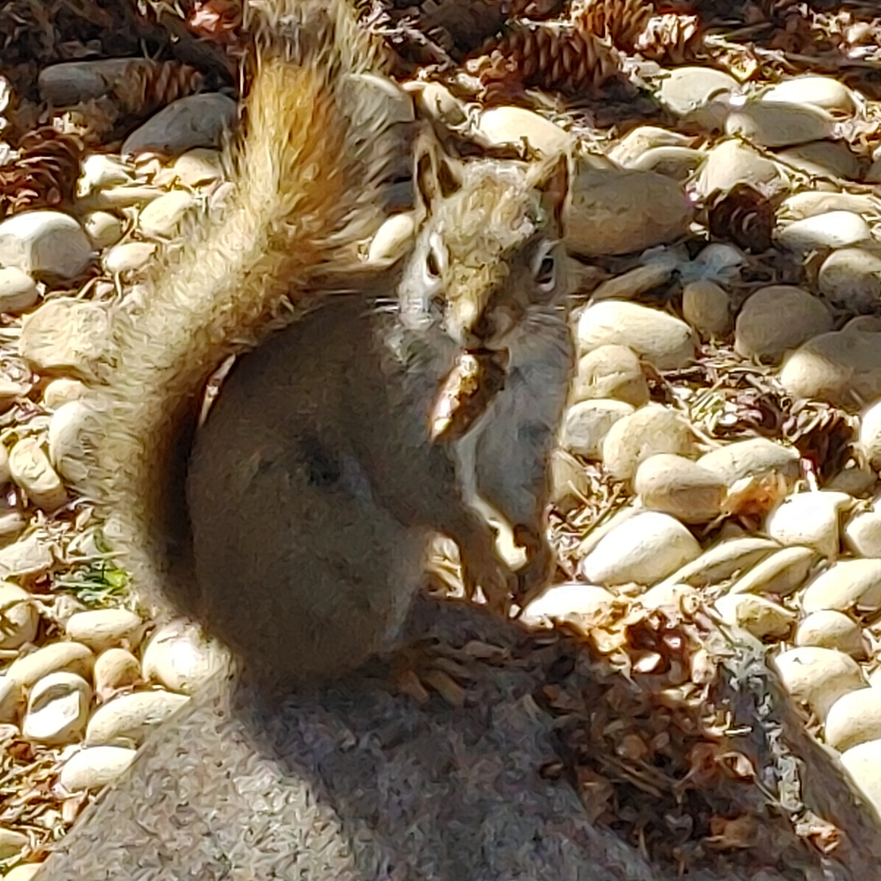 Squirreling Away a Snack