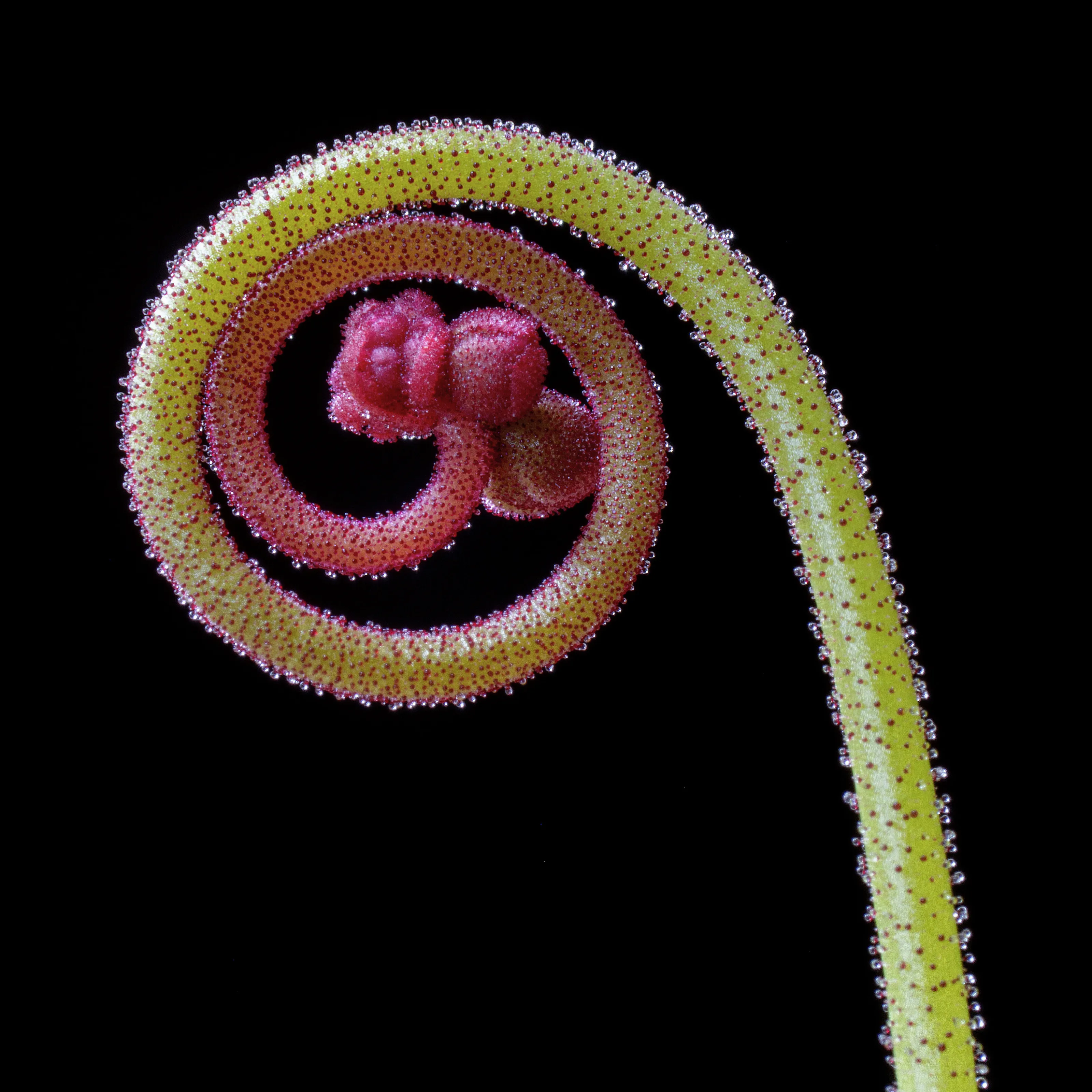 Coiled Sundew