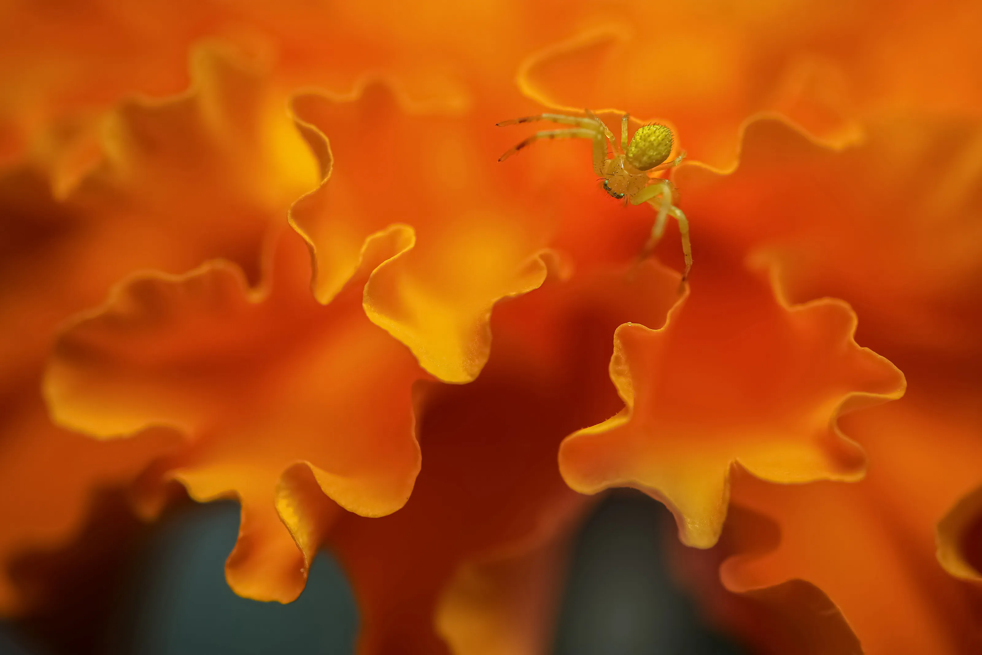 Riding on Marigold Waves