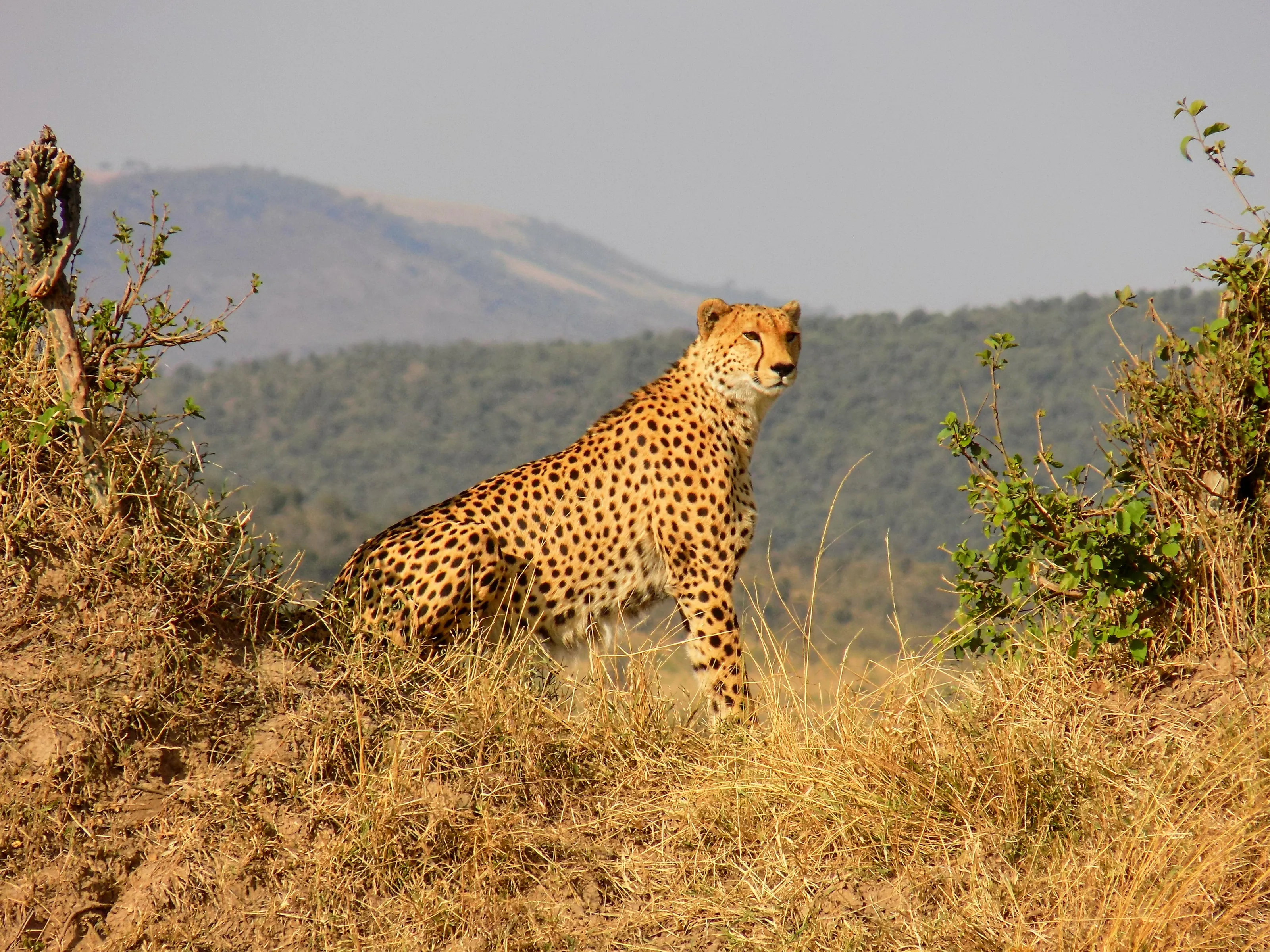 Profile of cheetah in savannah