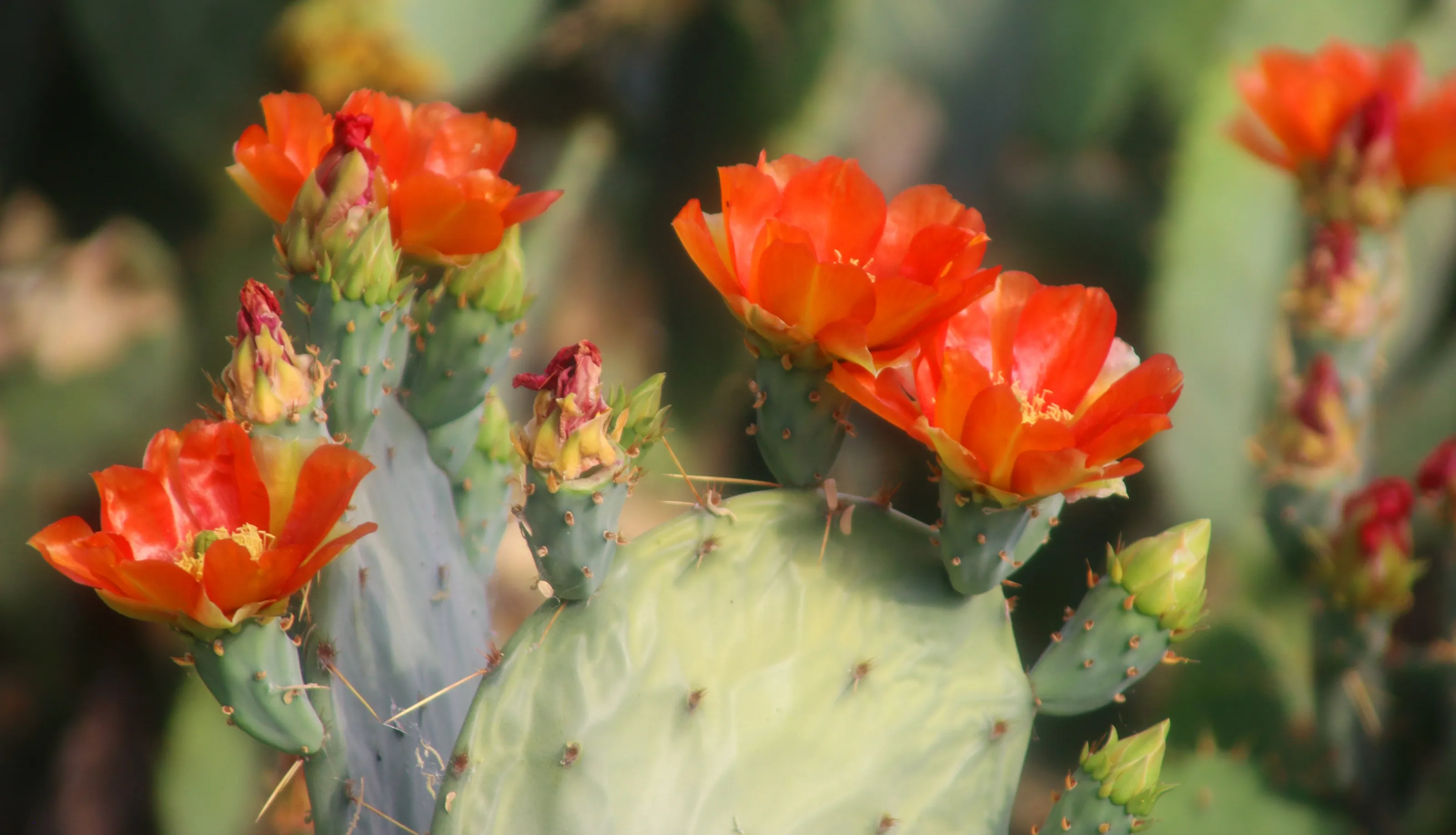 Beauty of Cactus Flowers