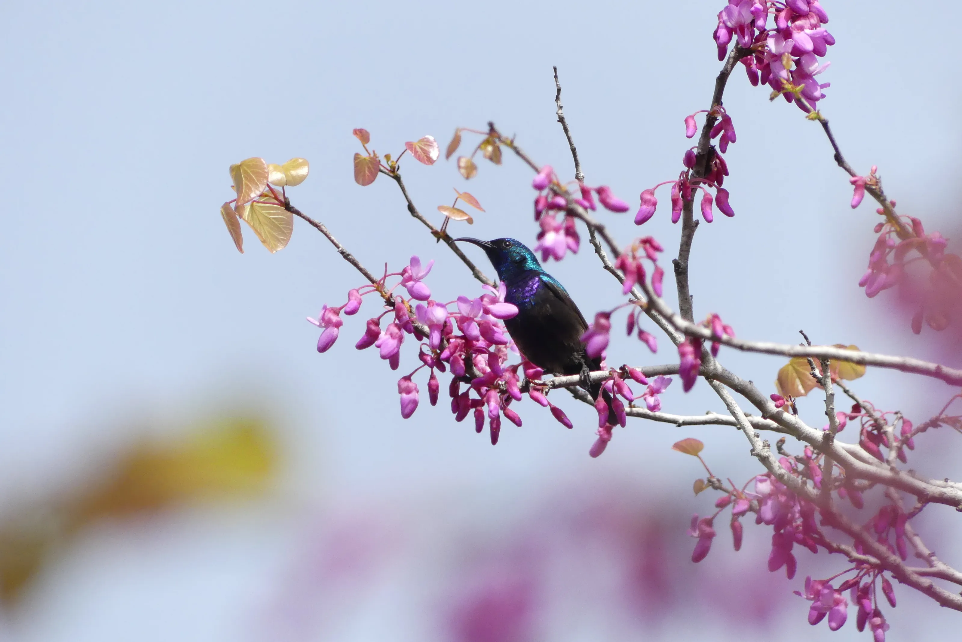 Sunbird on Judas tree