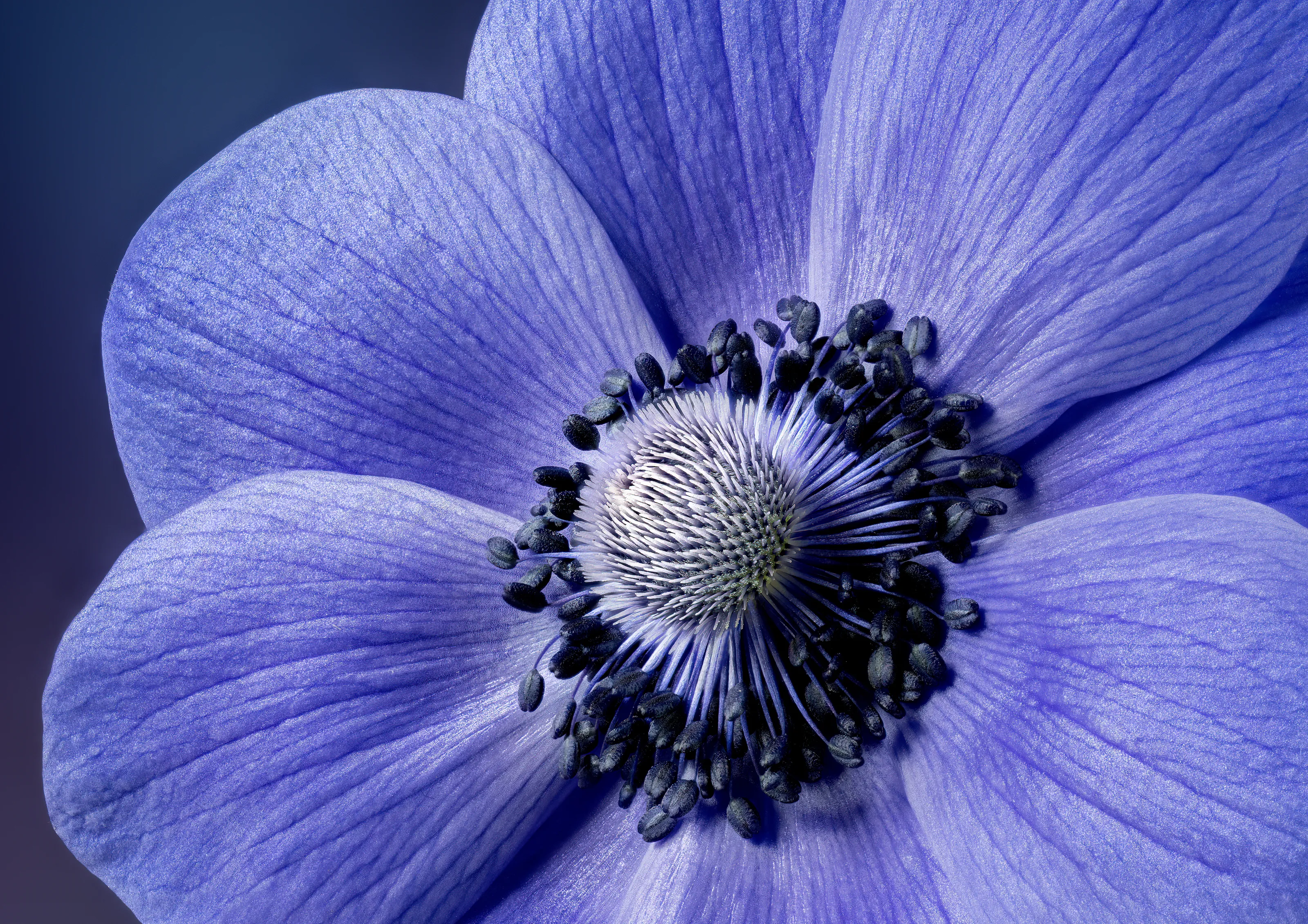 Purple Anemone Close Up