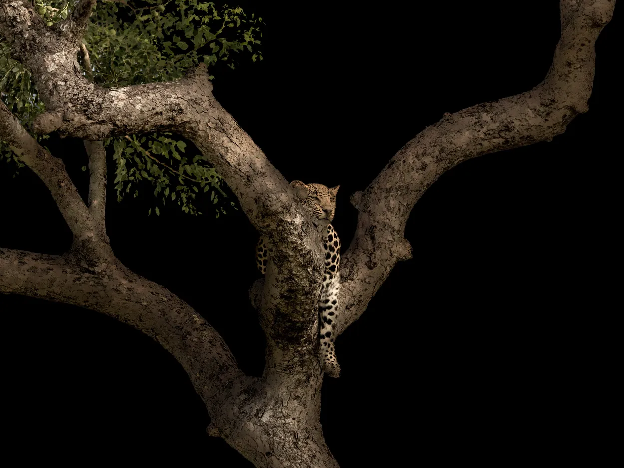 Ximungwe Cub