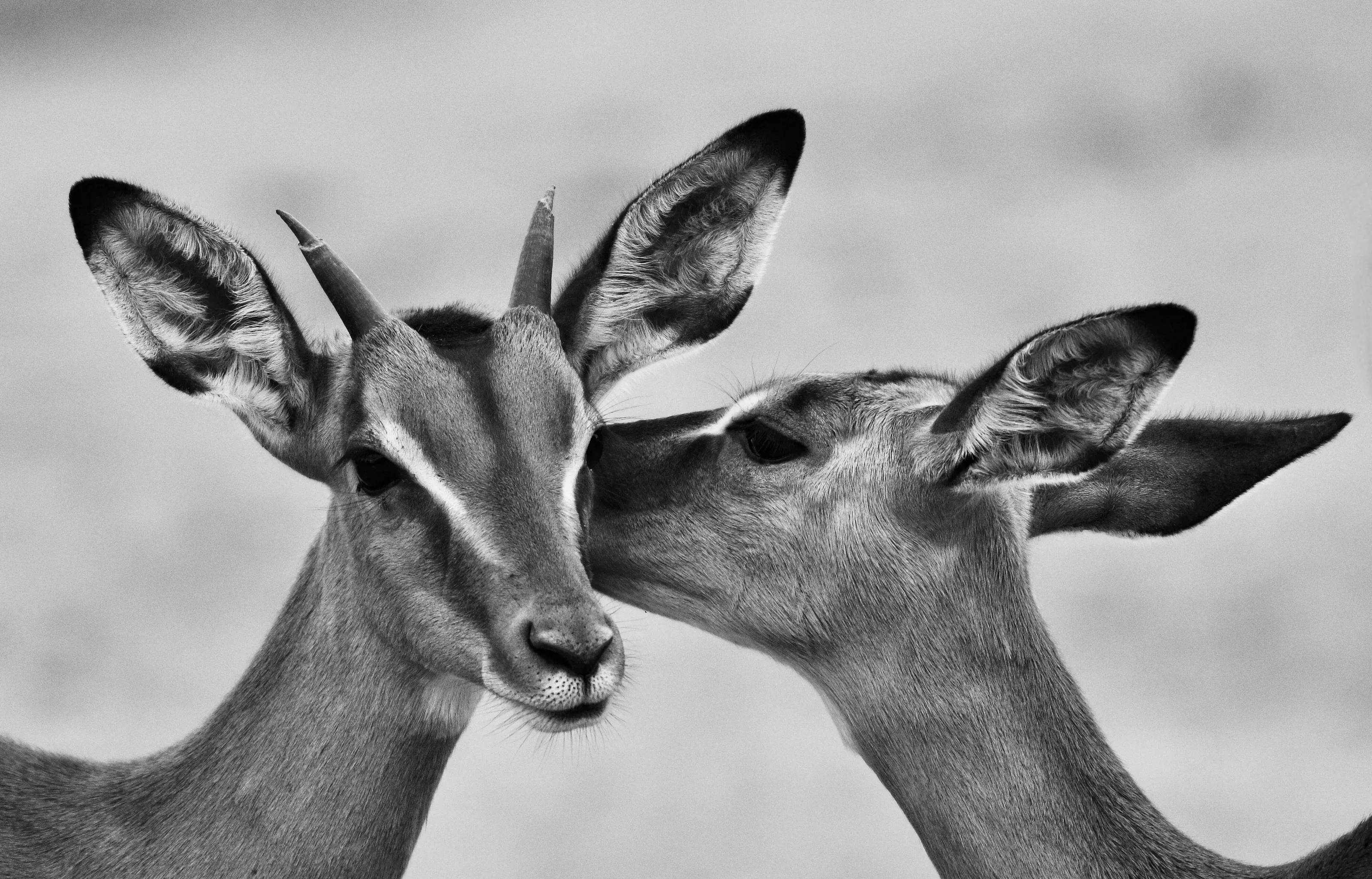 Impala grooming