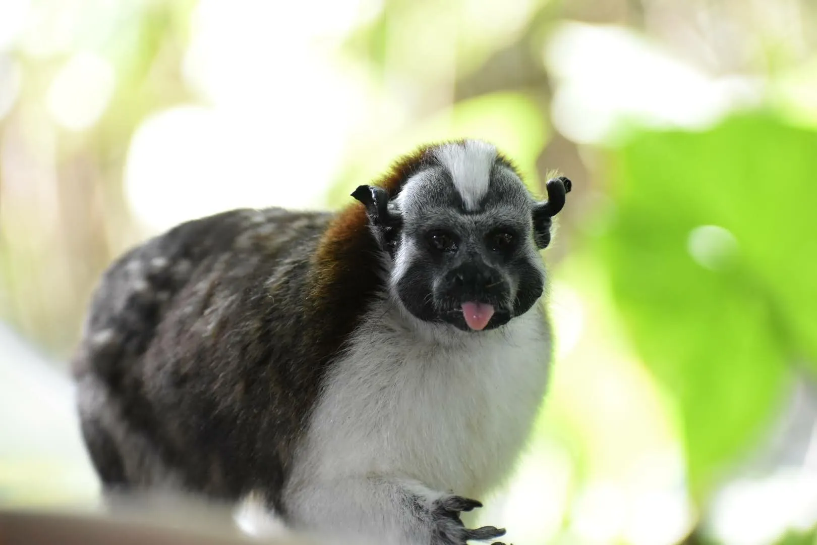 Panama Canal Monkey