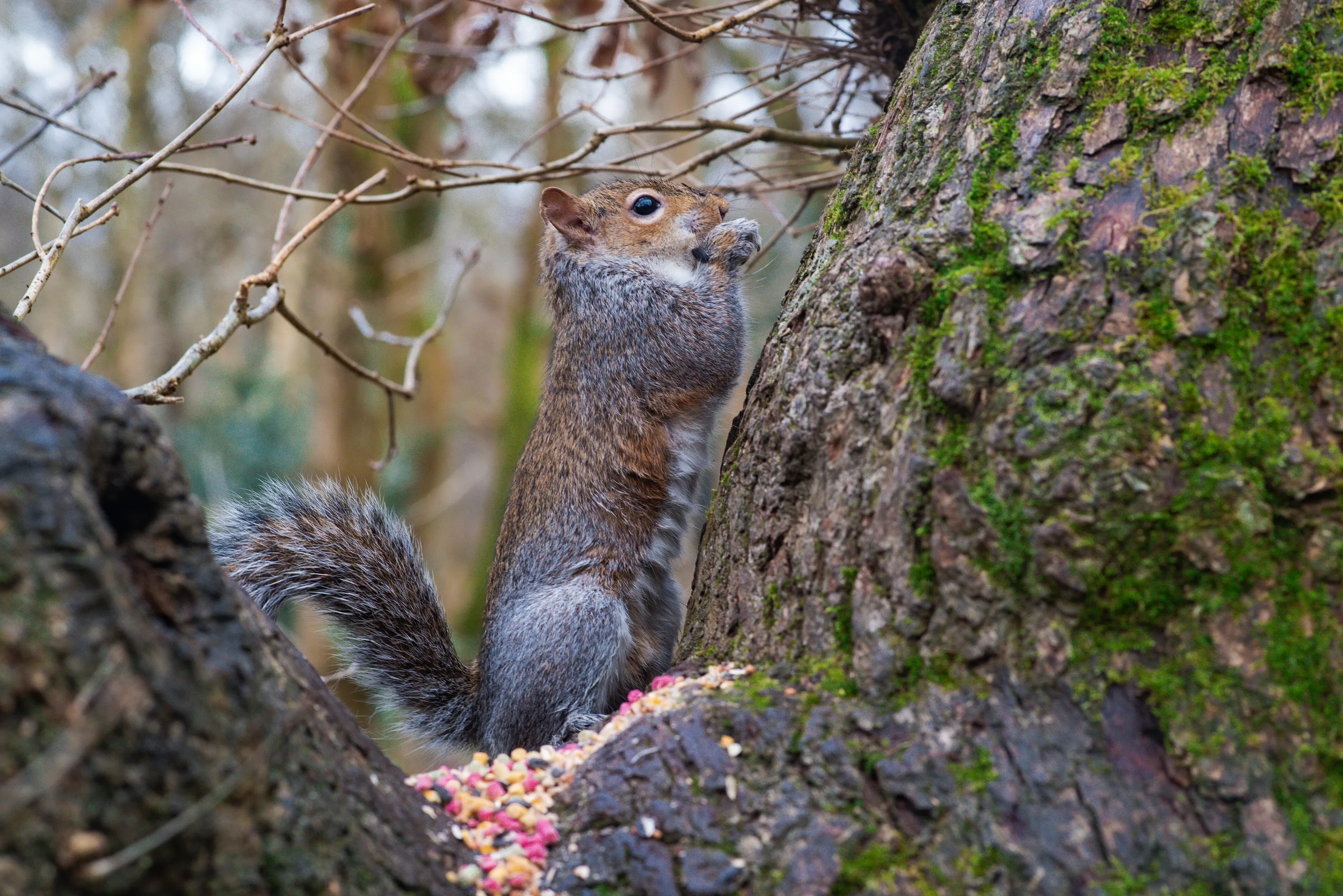 Squirrel, Snacking