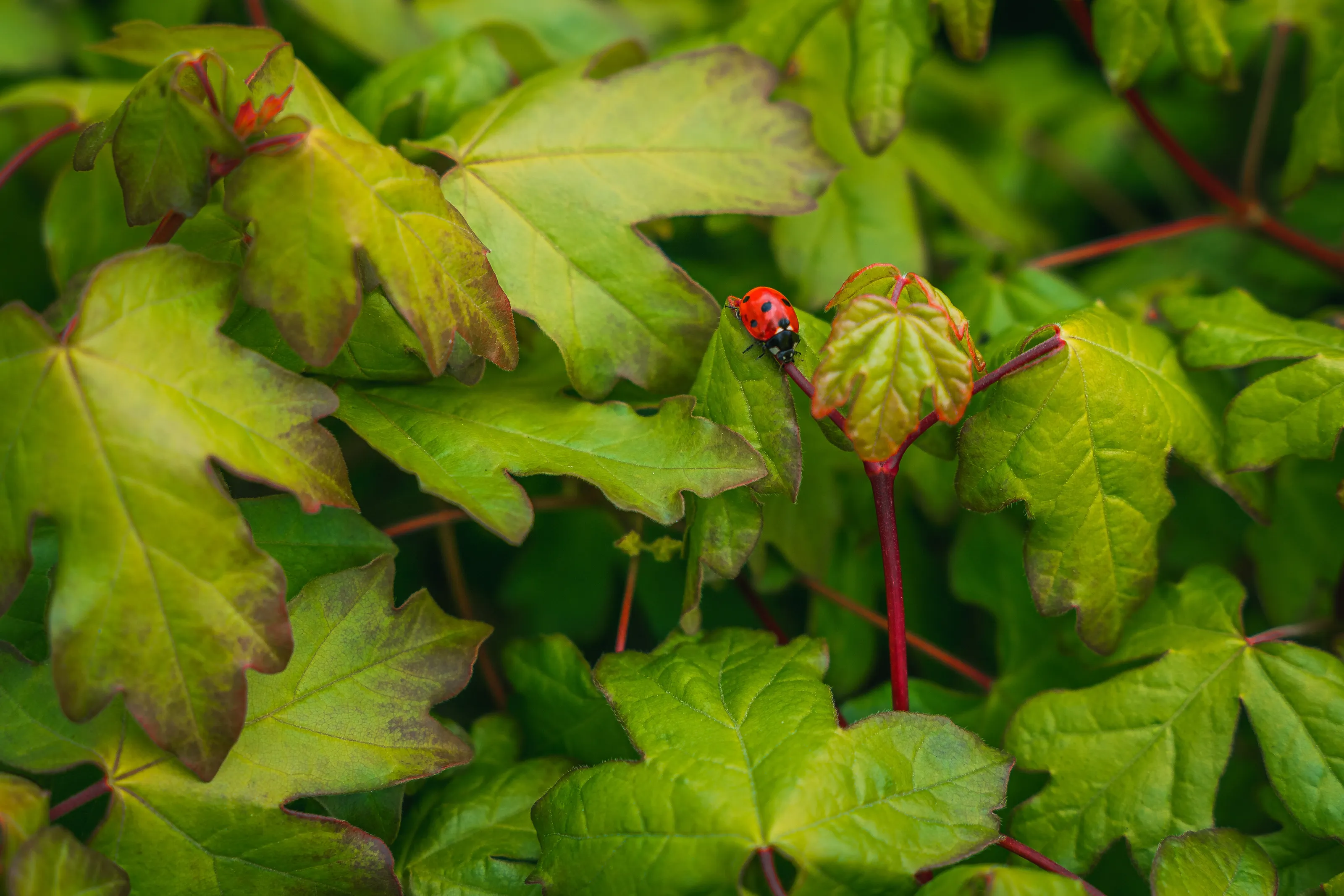 Lady Bug