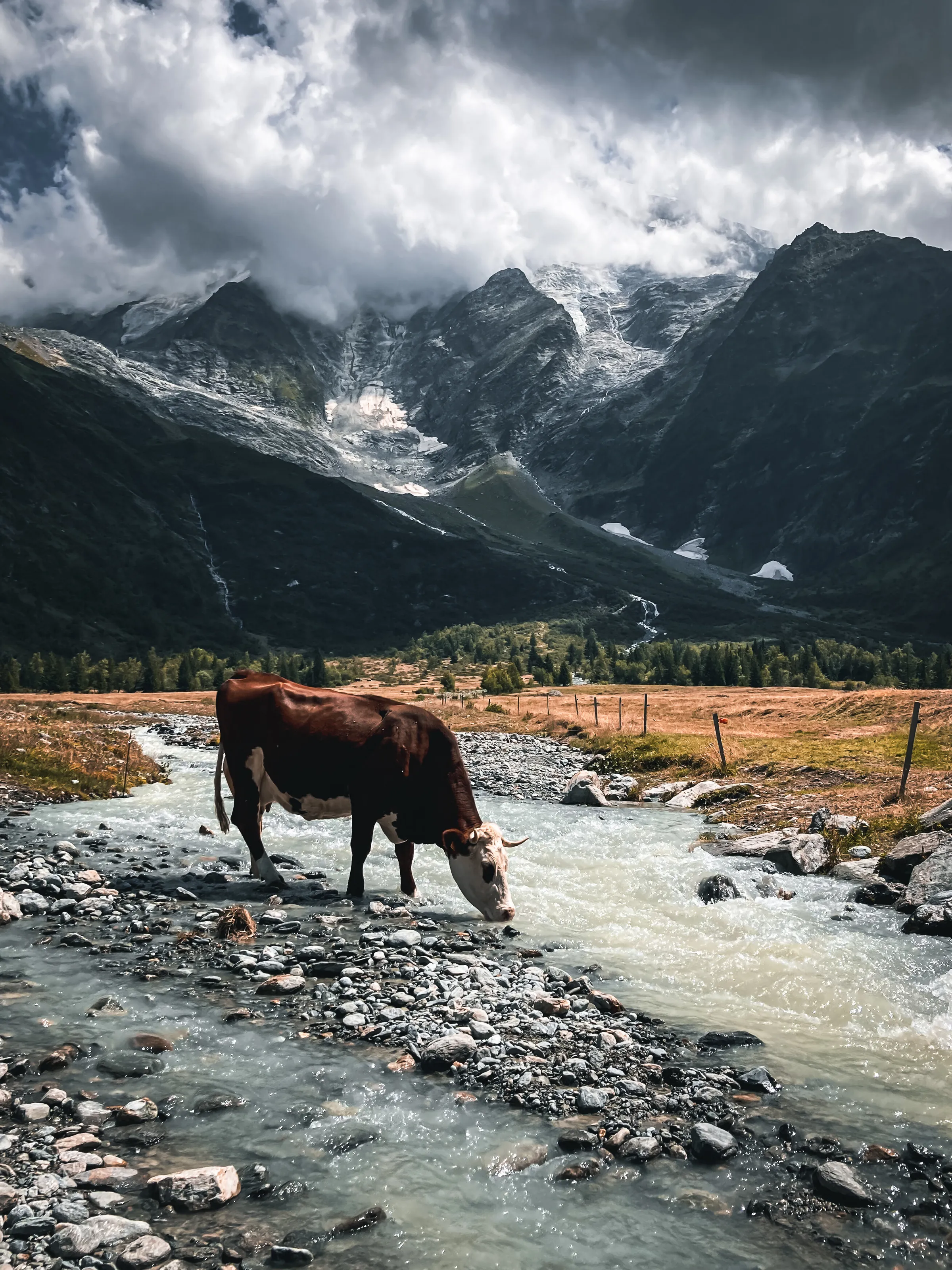 Alpine cow