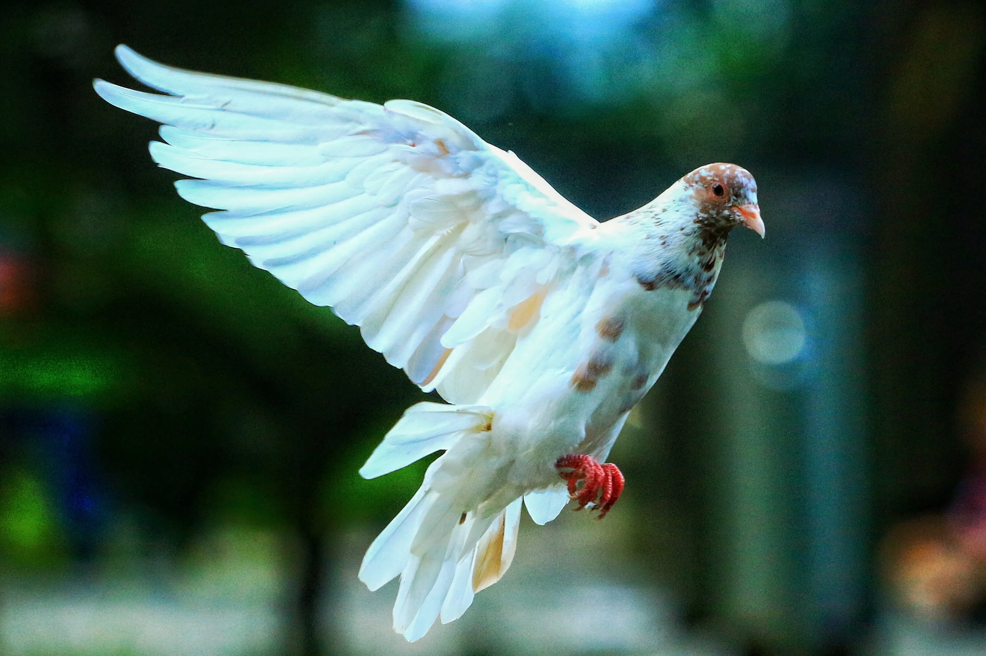 Beautiful Fly