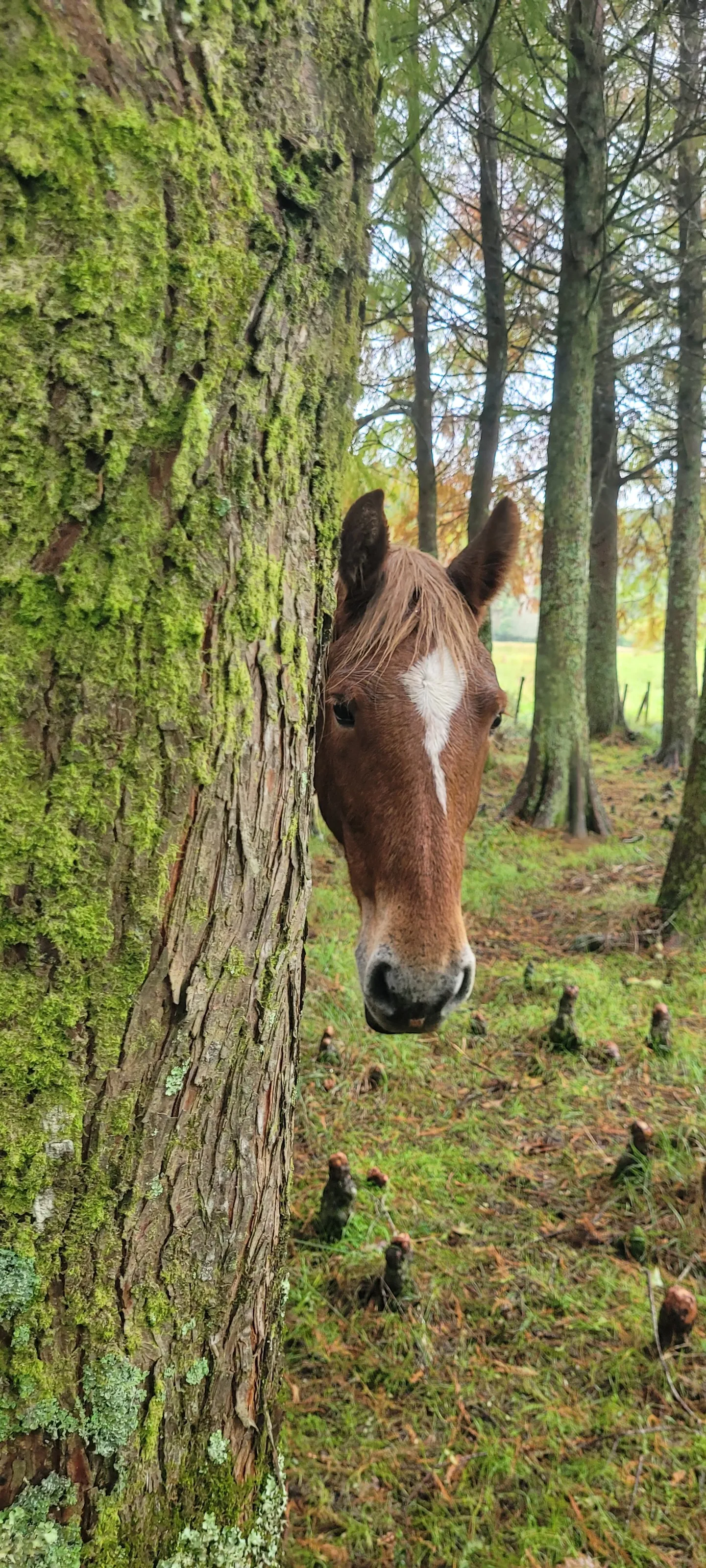 Peek a boo
