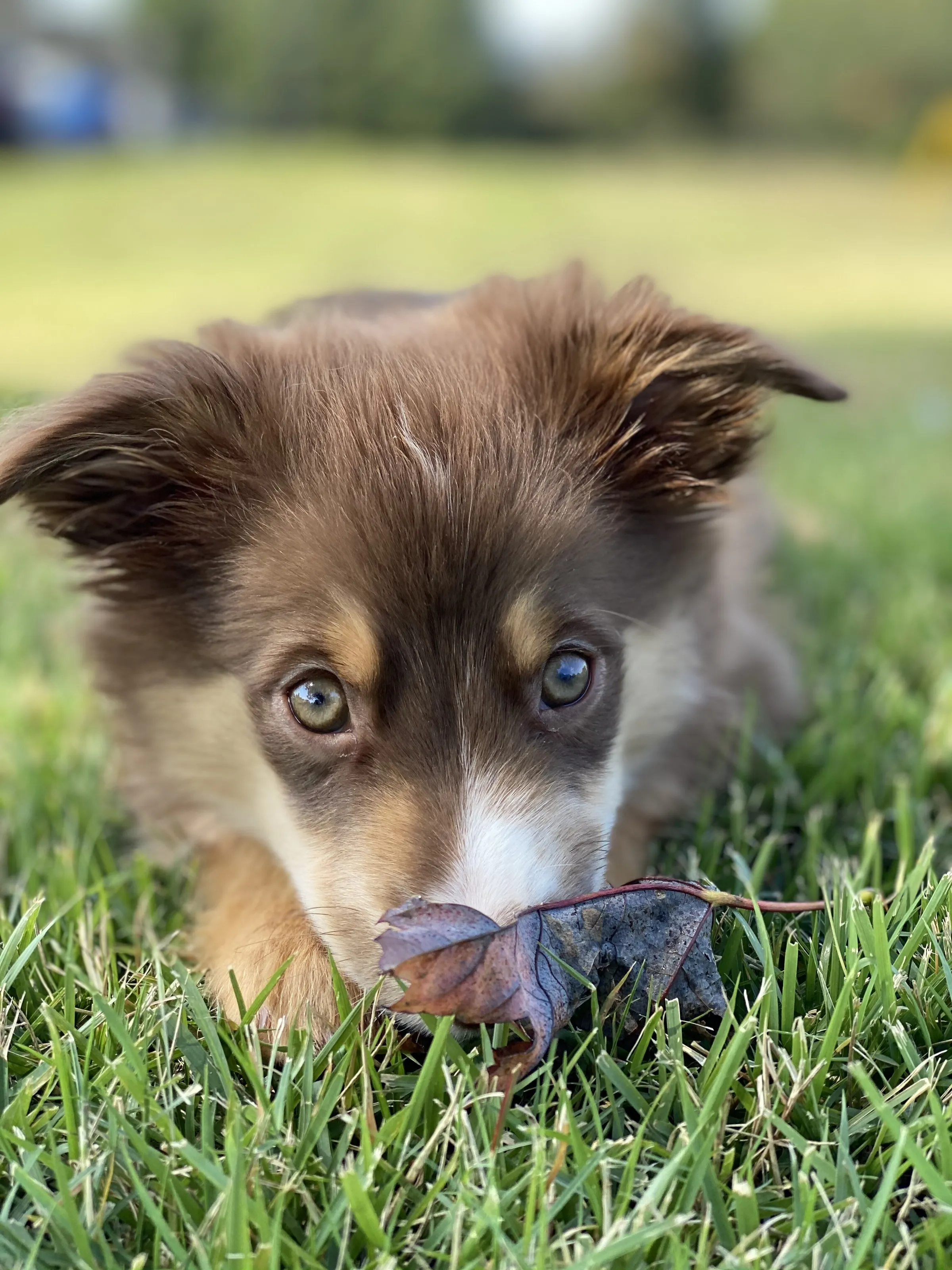 The joy of being a pup