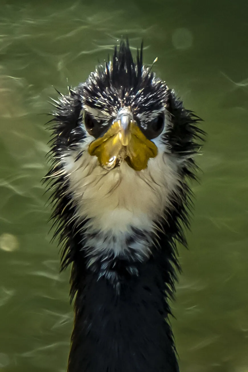 Who you lookin at!