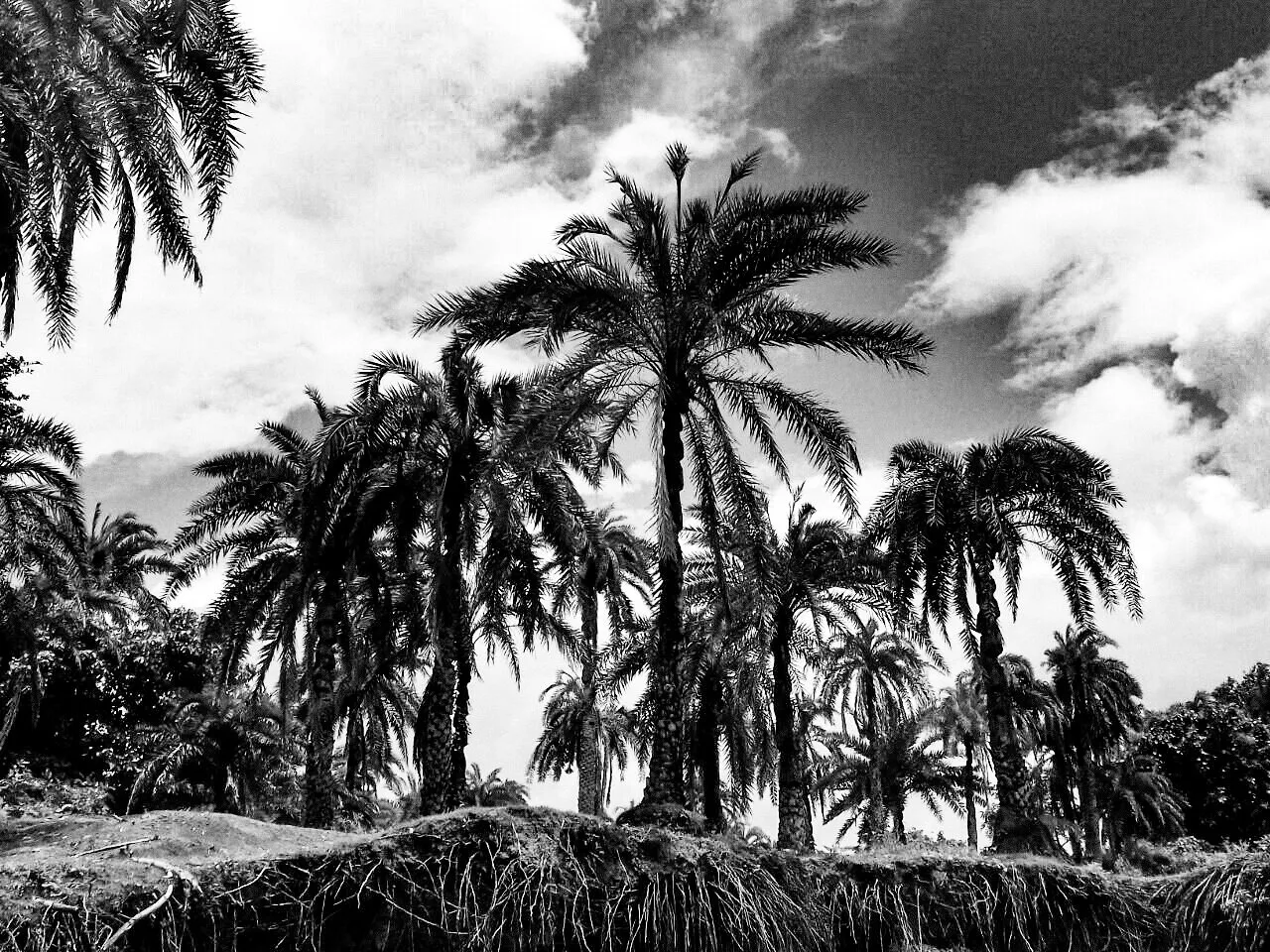 Nature in black and white