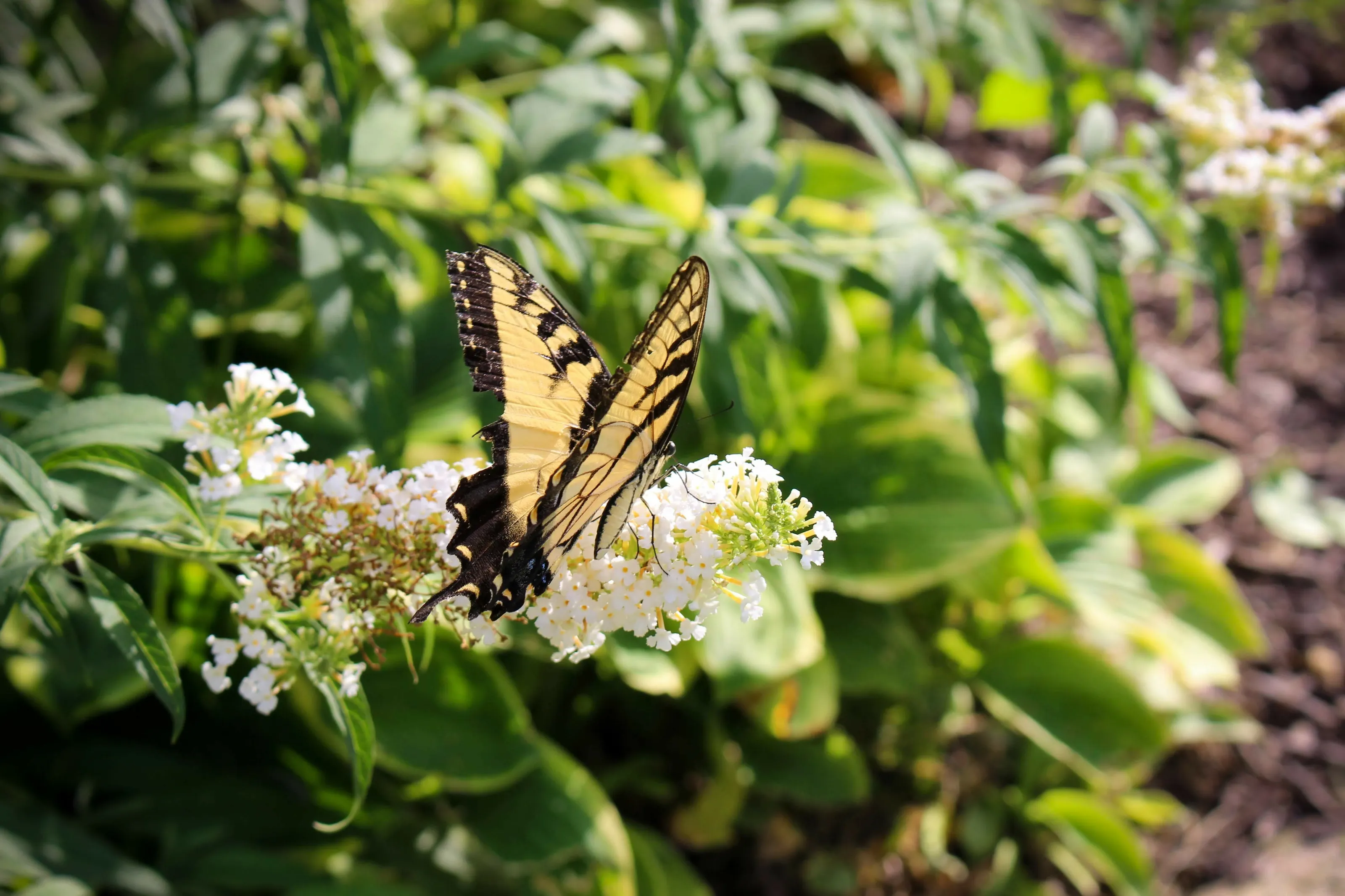 Butterfly