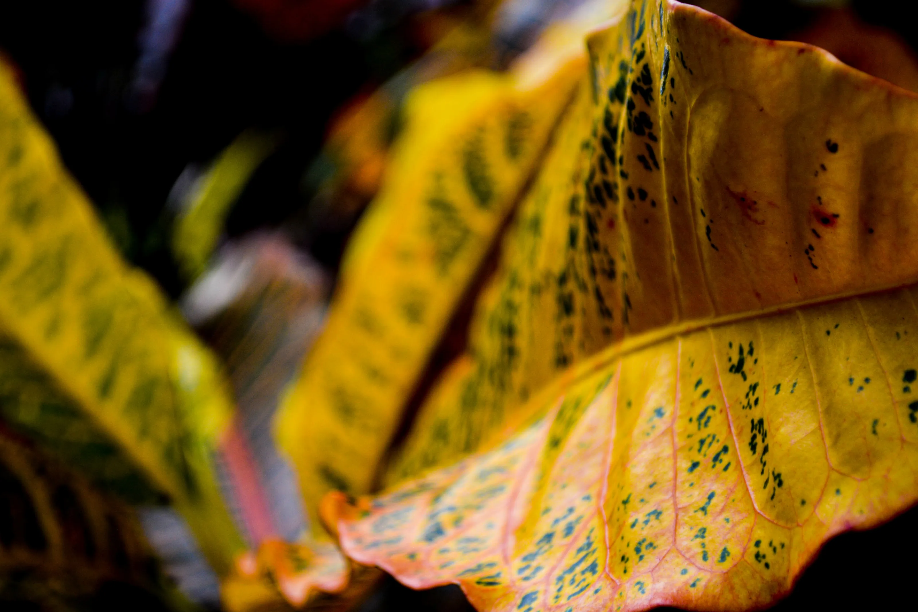 Yellow Leaf