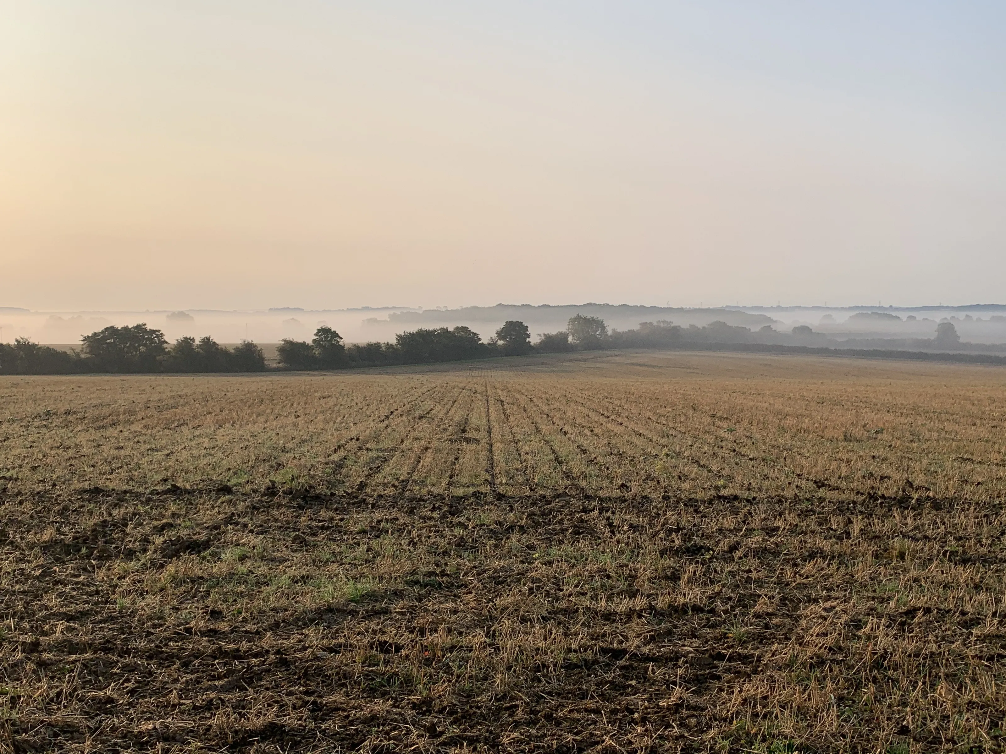 Misty morning walks