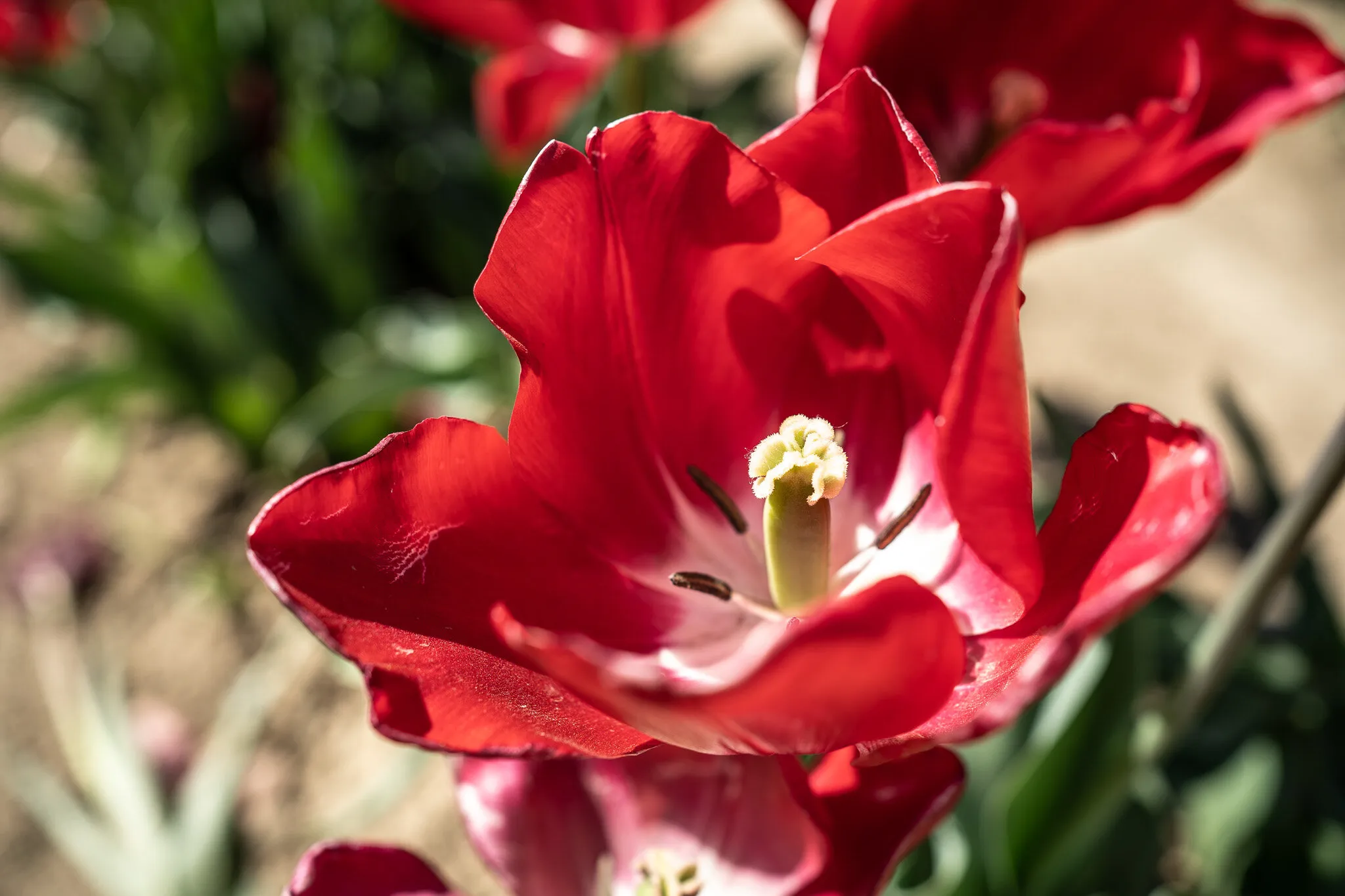 Tulipark a Bologna (Italia)