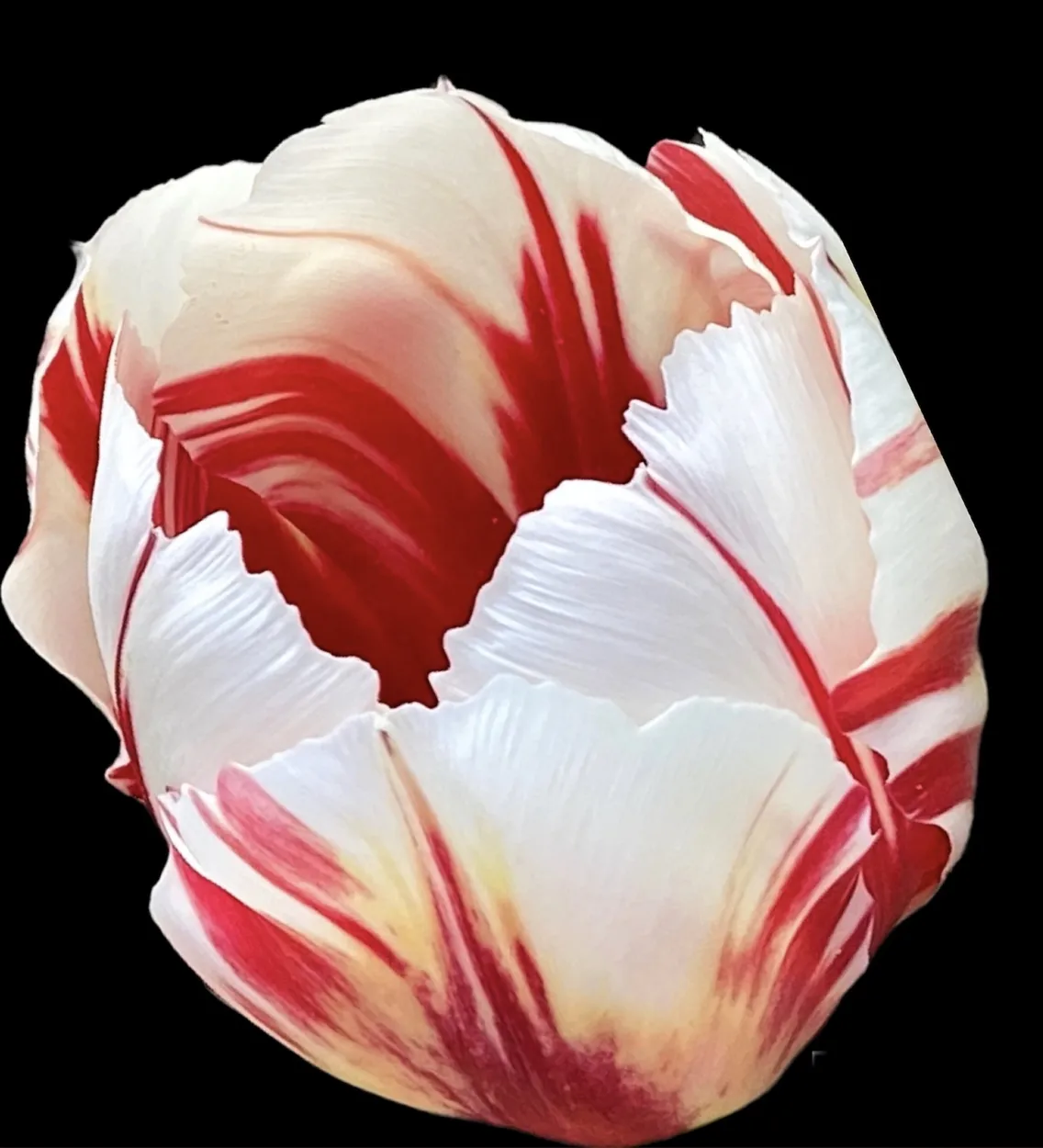 Entry 16442000