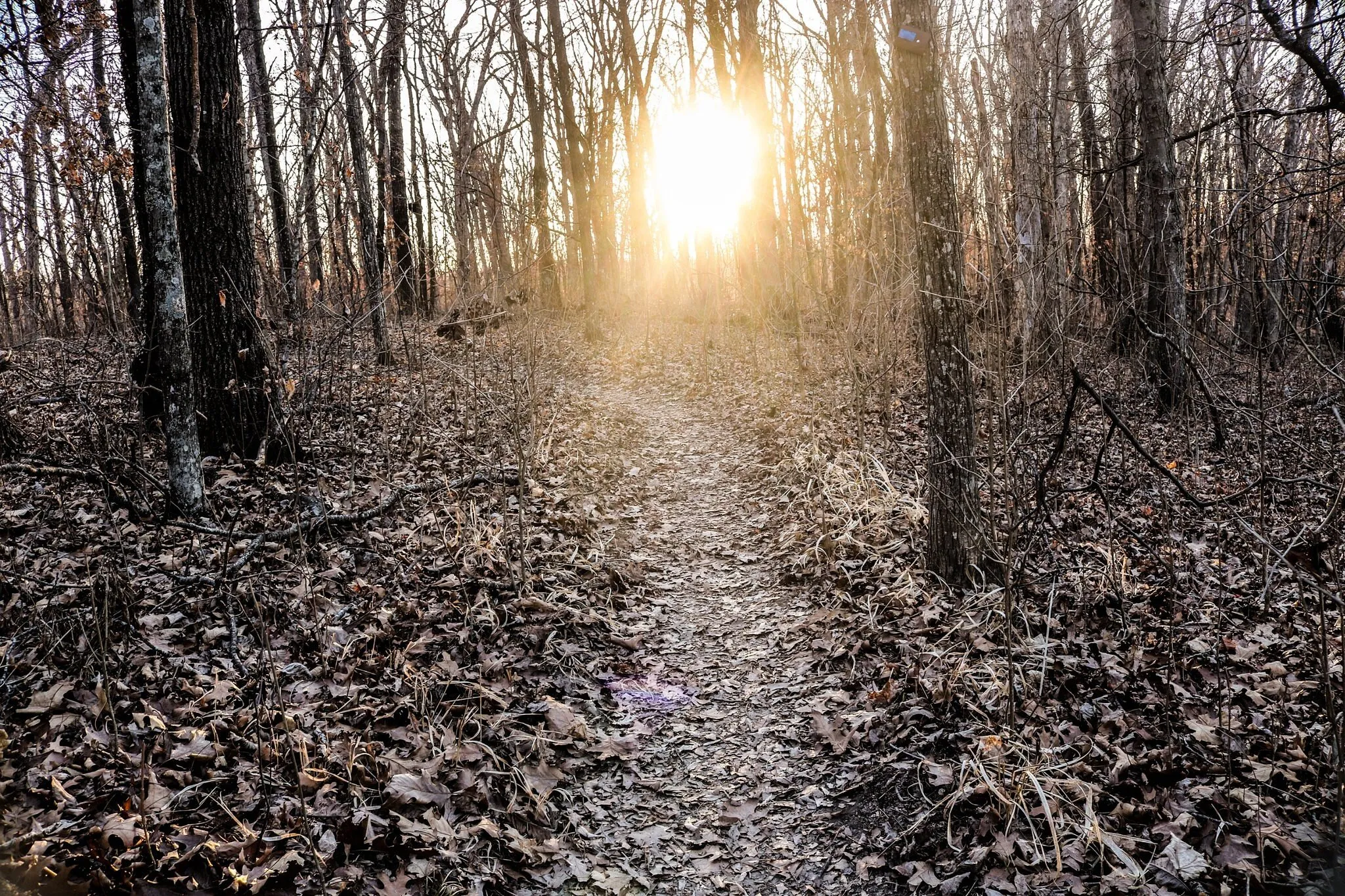 Thru The Forest