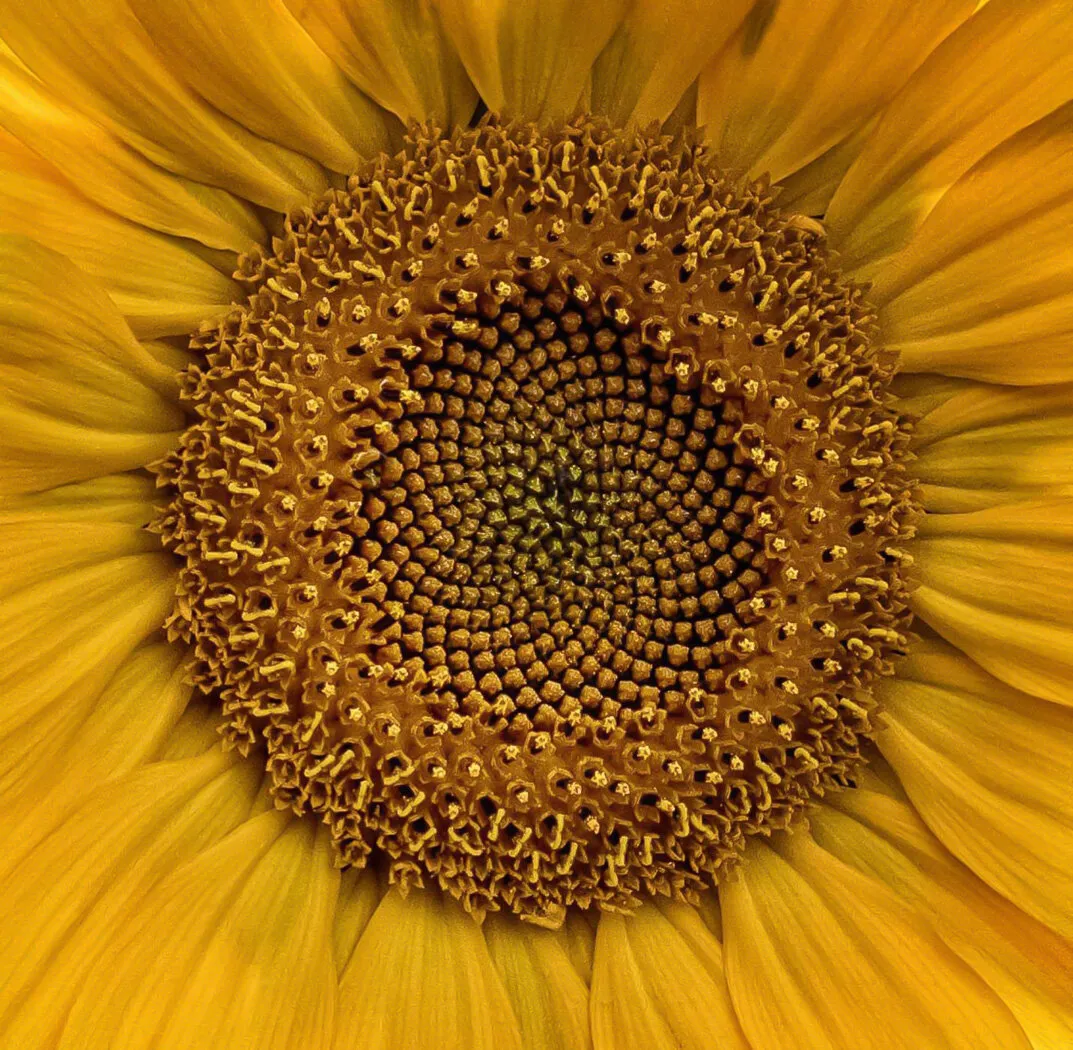 Sunflower Art