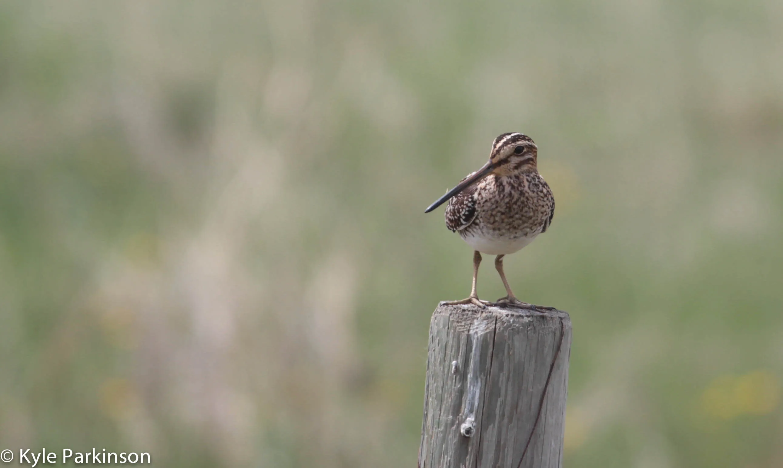 Wilson's Snipe