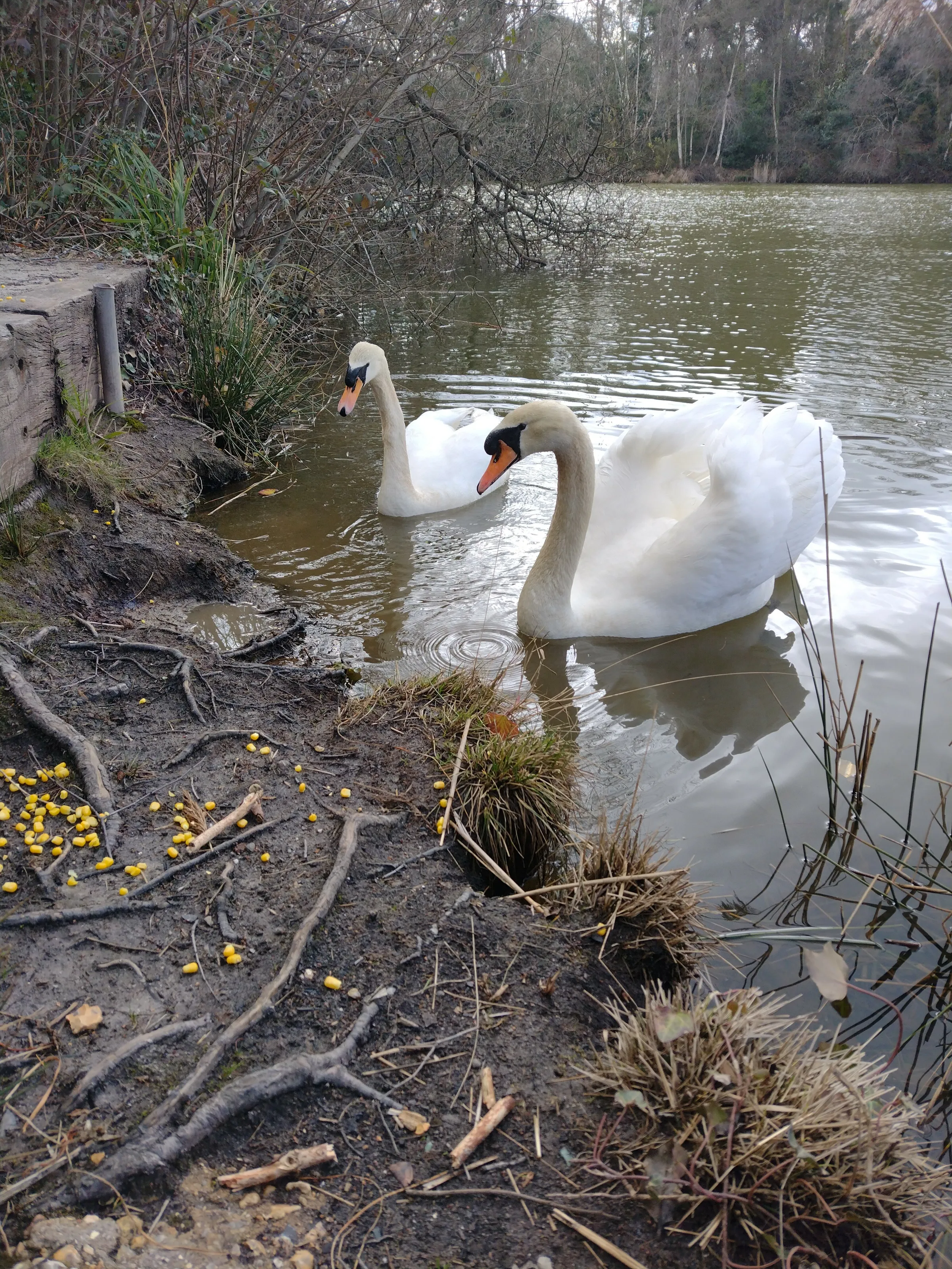 Swans love sweetcorn