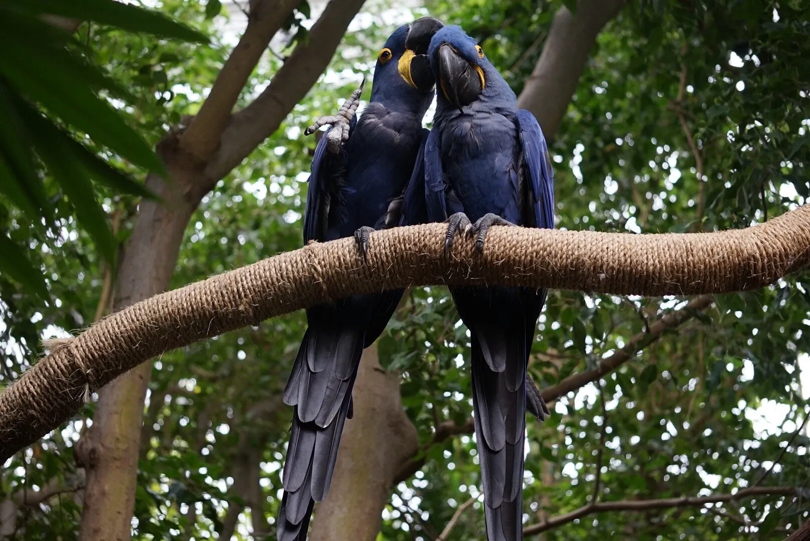 Blue Lovebirds