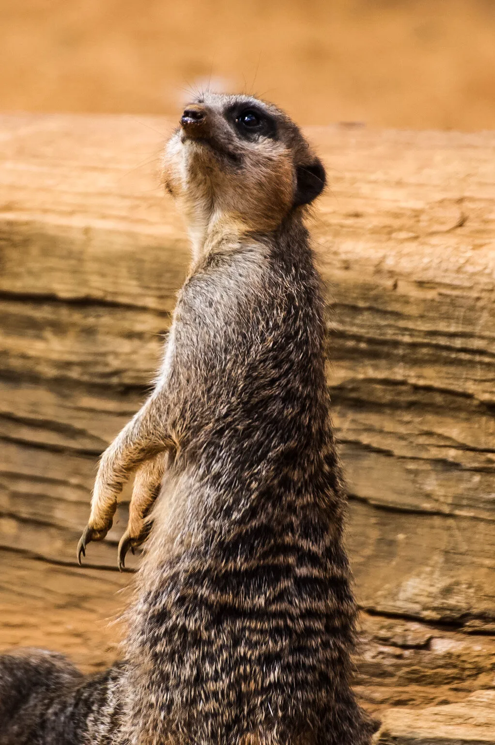 Inquisitive meerkat