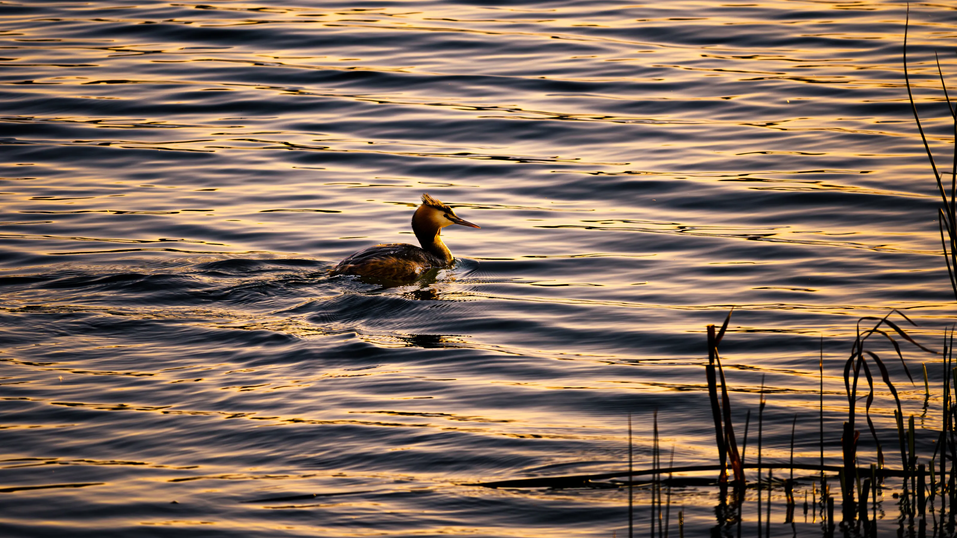 Sunset Duck