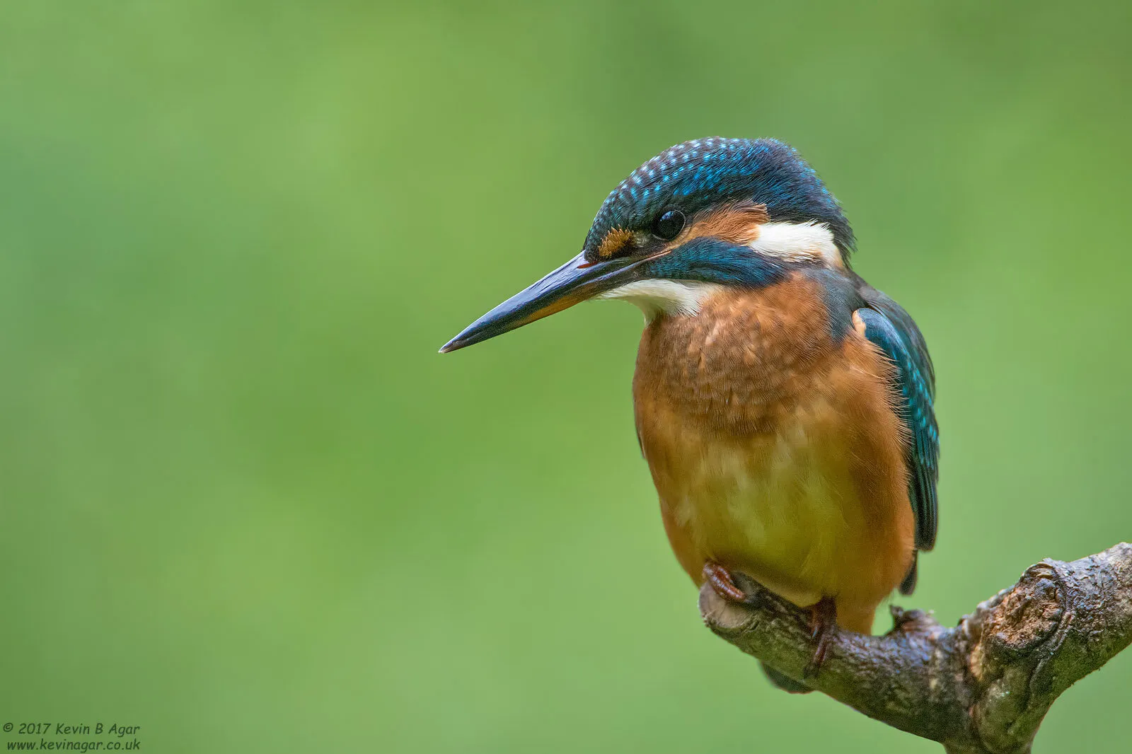 Juvenile female Kingfisher