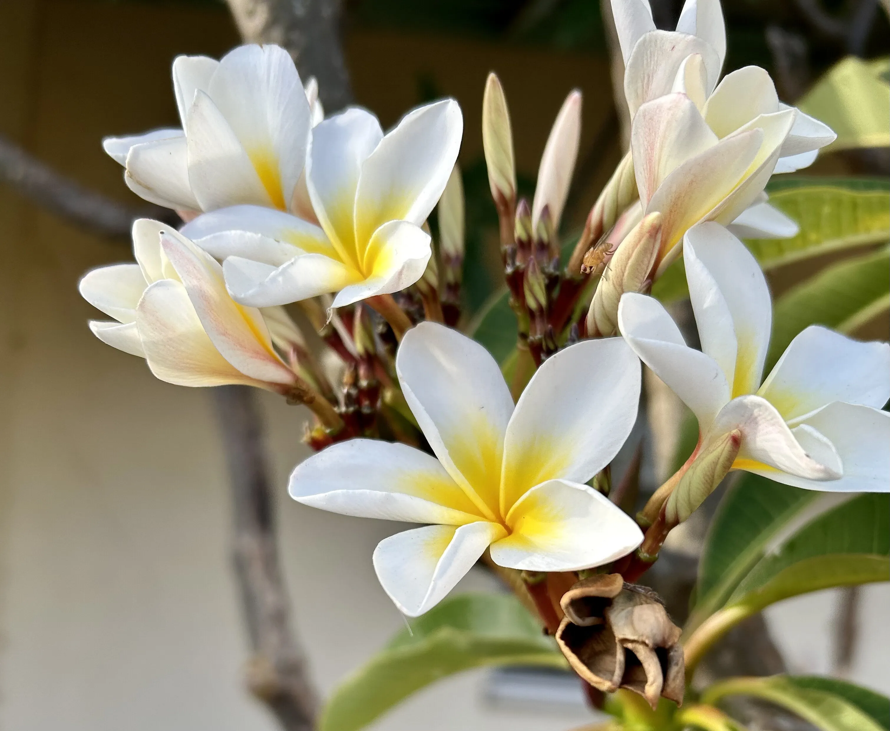 Spring flowers.