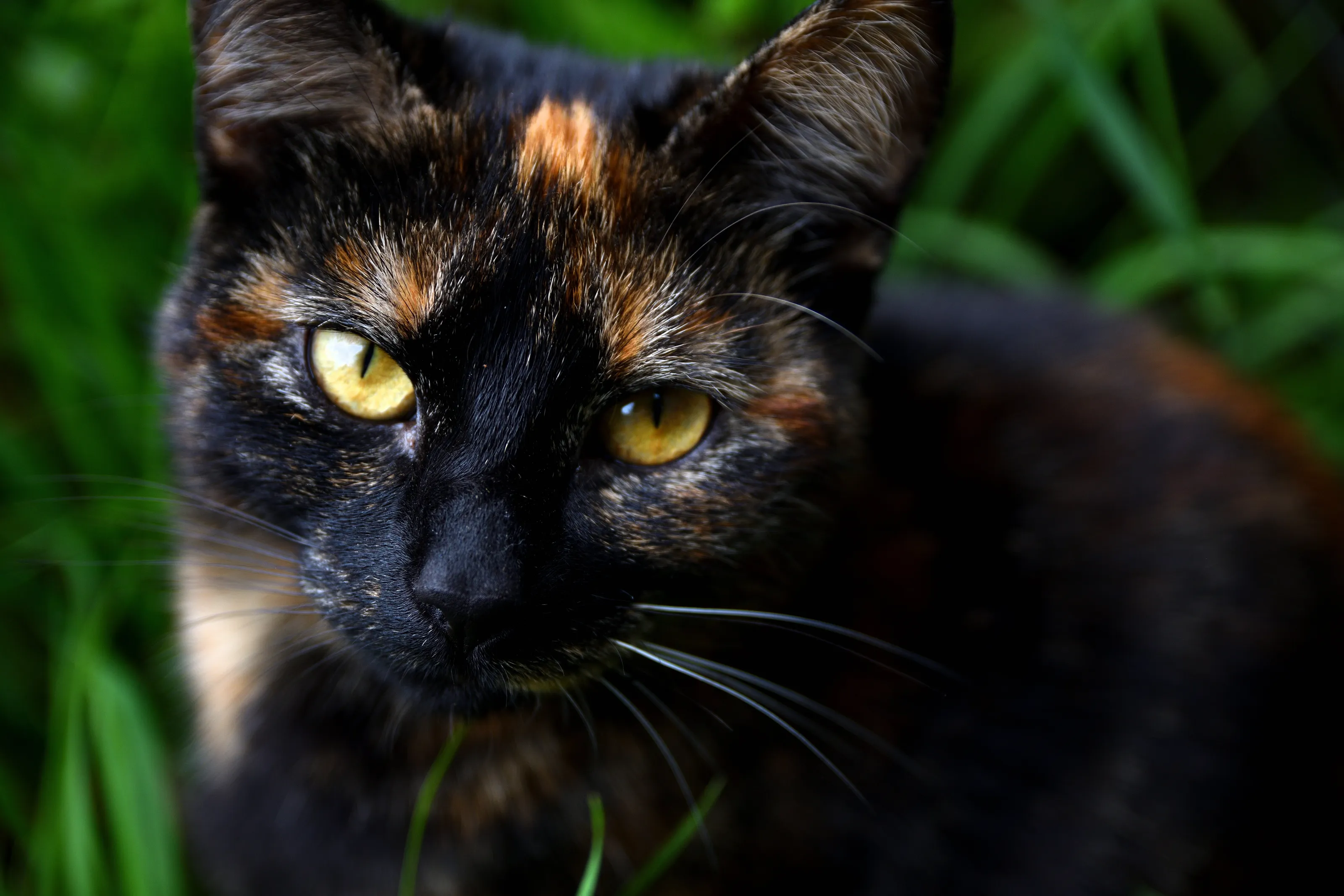 Fiery Oasis In The Grass