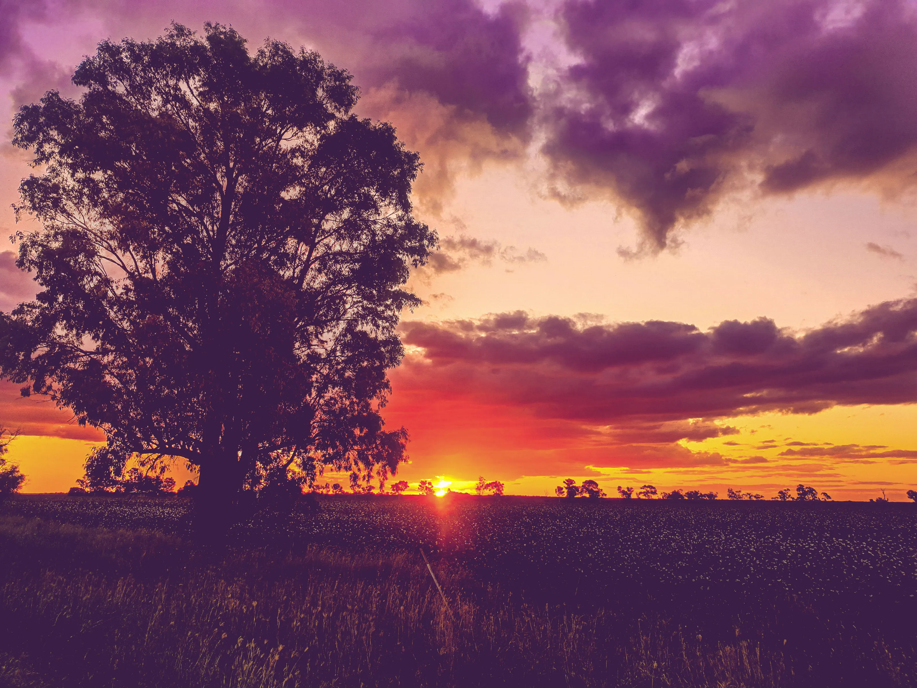 Counrty sunset