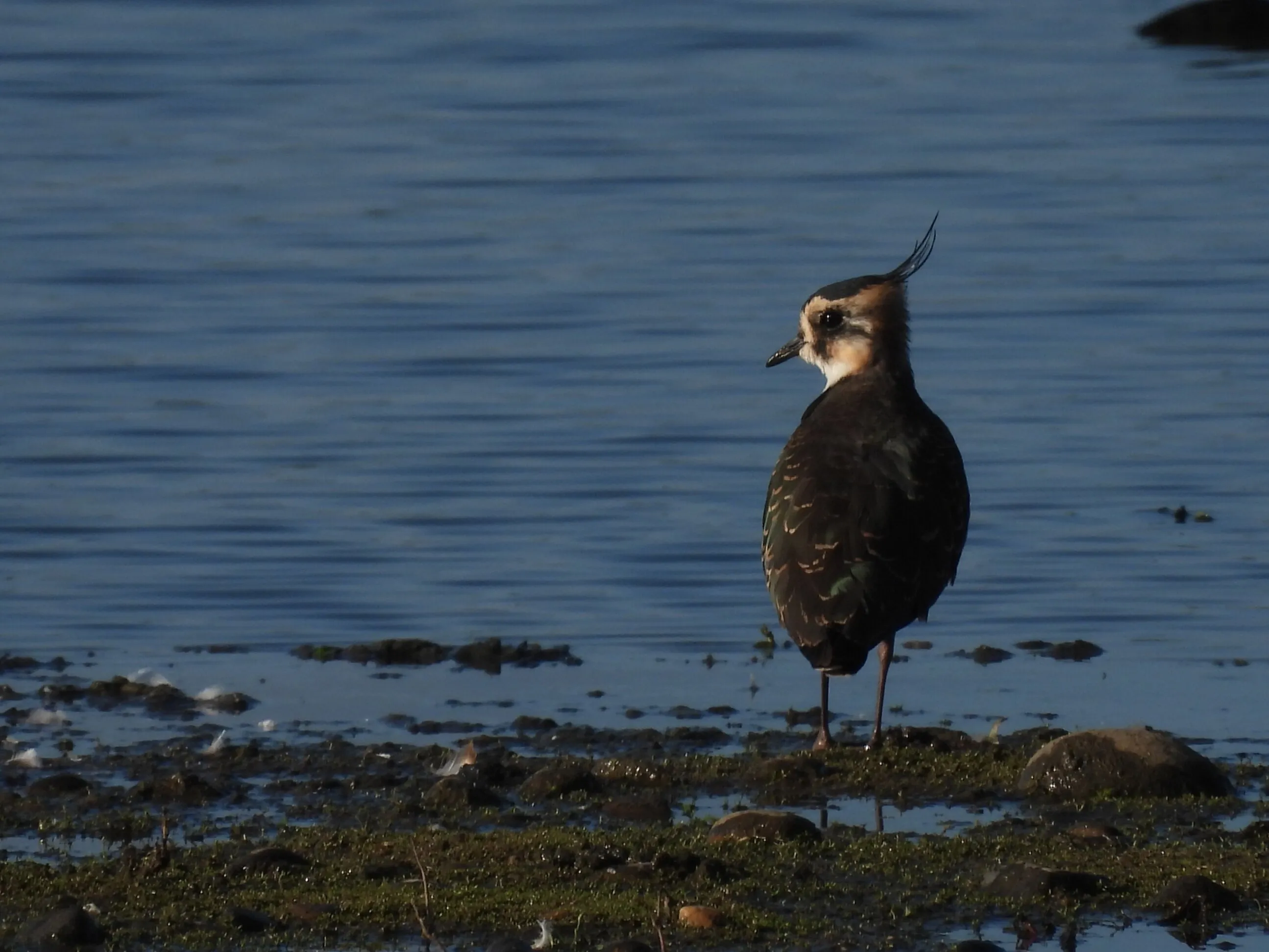 Lapwing looking into the sun