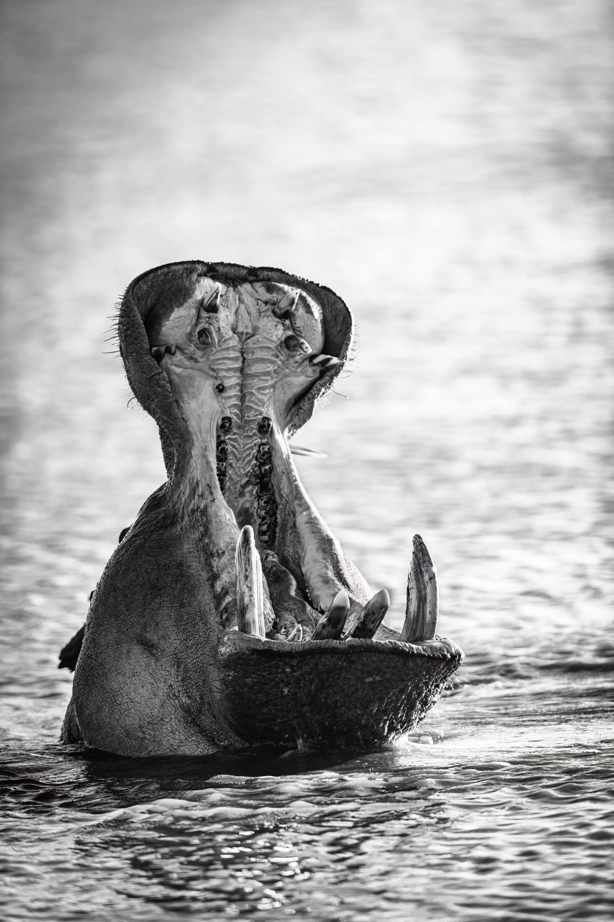 Yawning Hippo