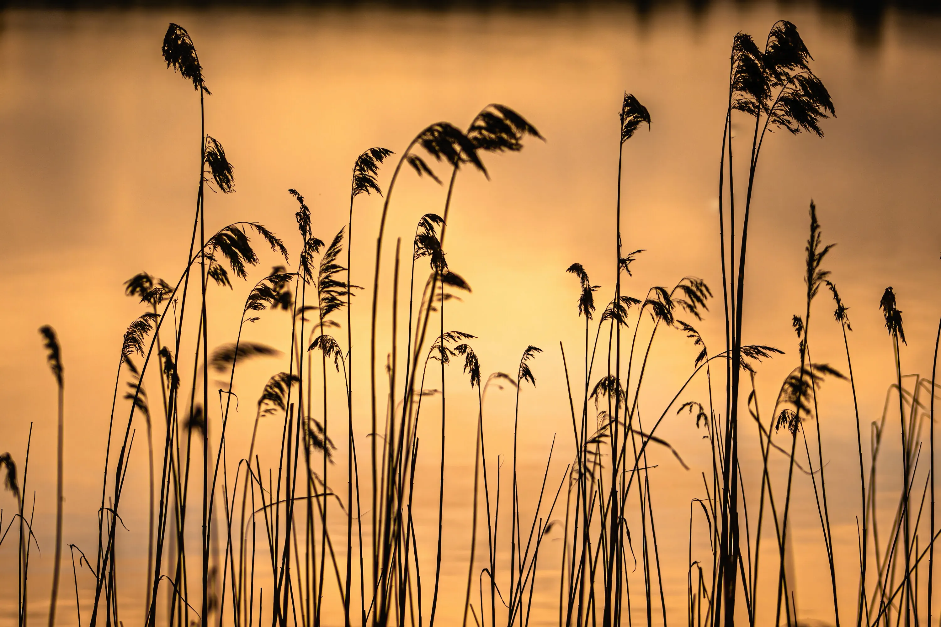 Golden hour