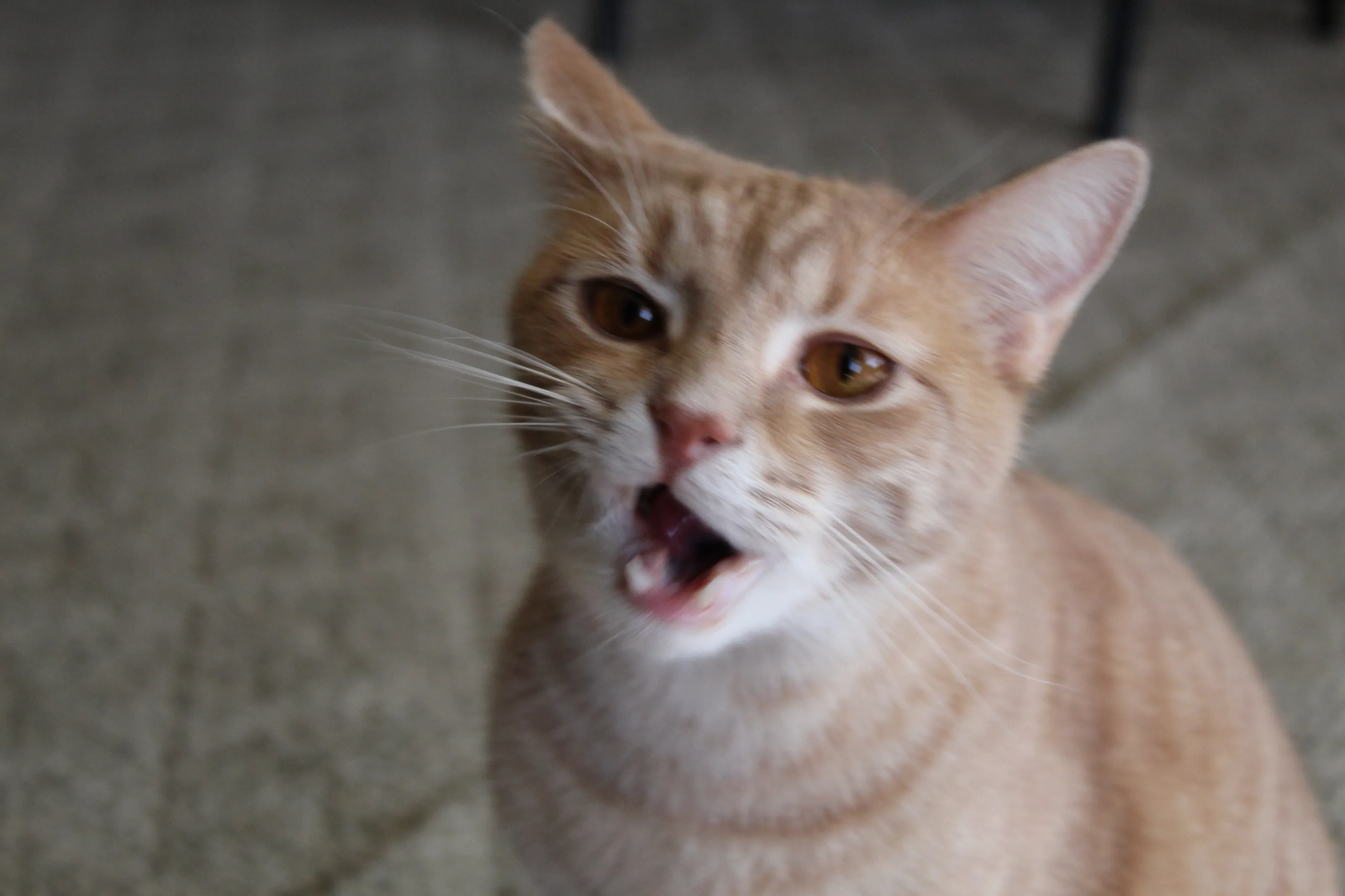 pumpkin yawning