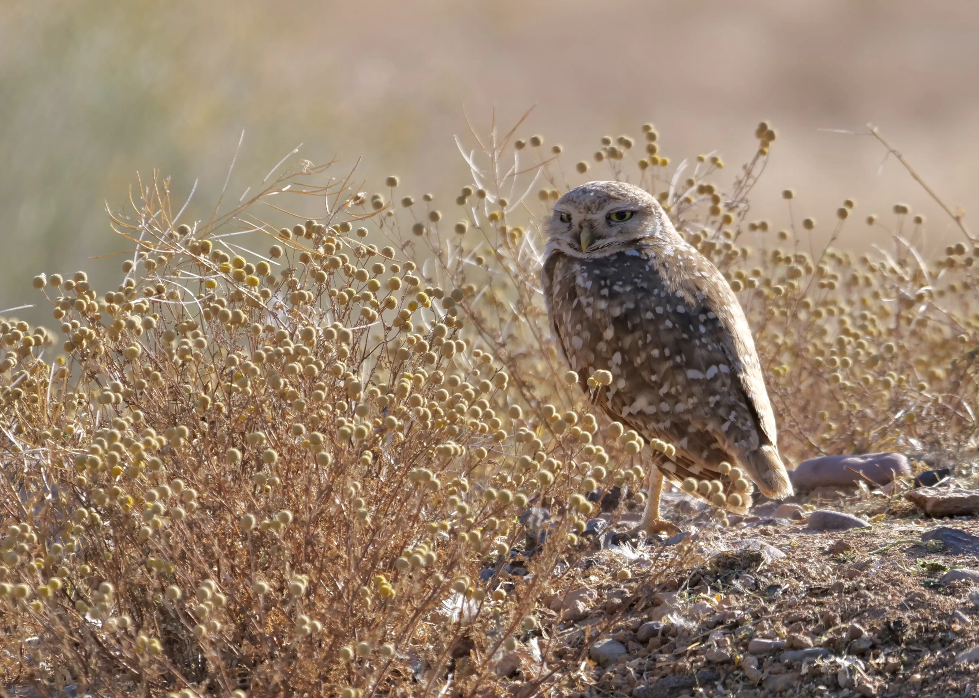 Burrowing owl