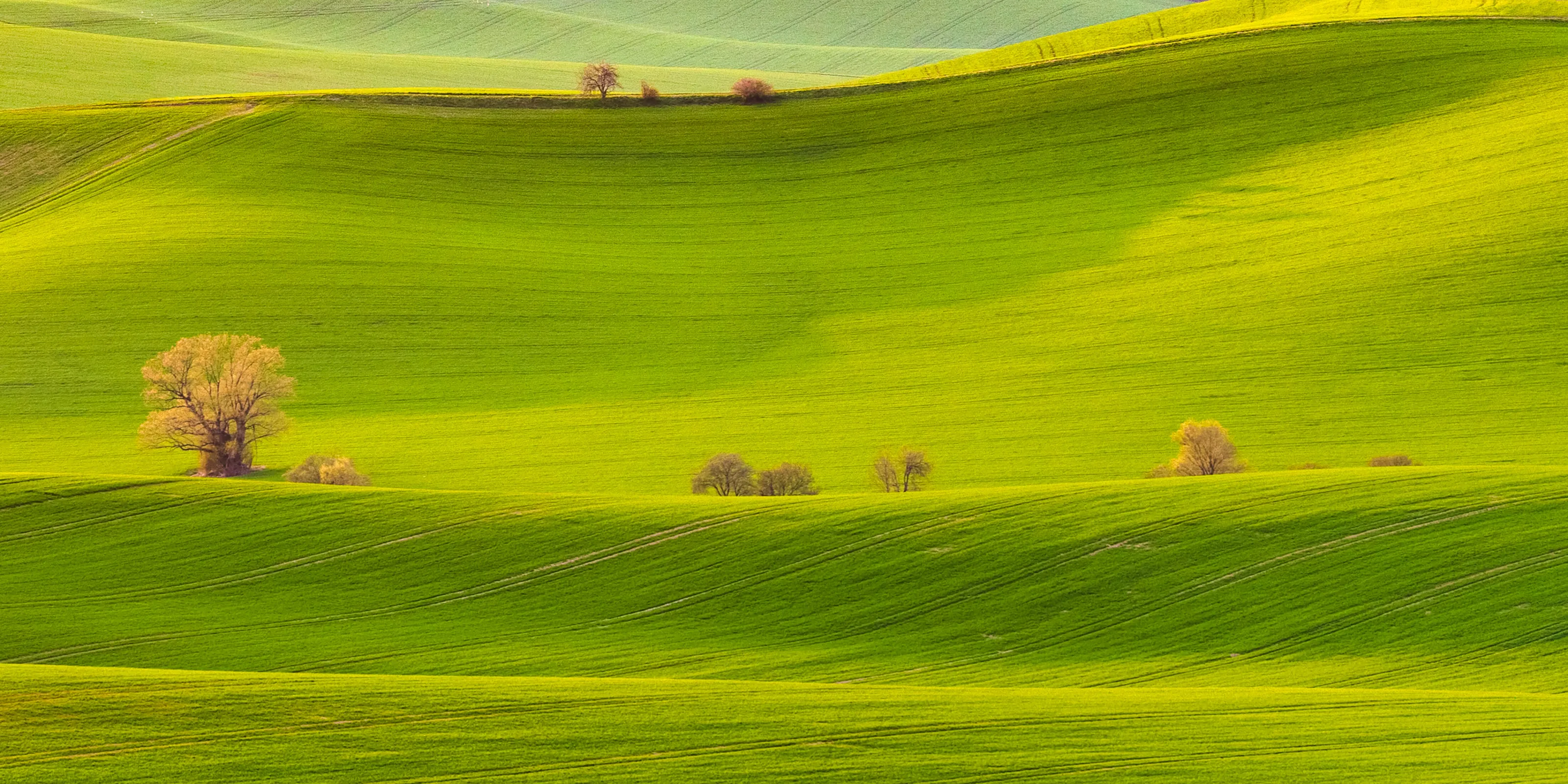 Spring wave