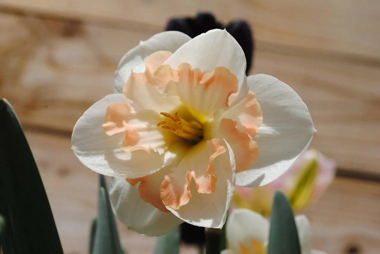 Narcissus Daydream