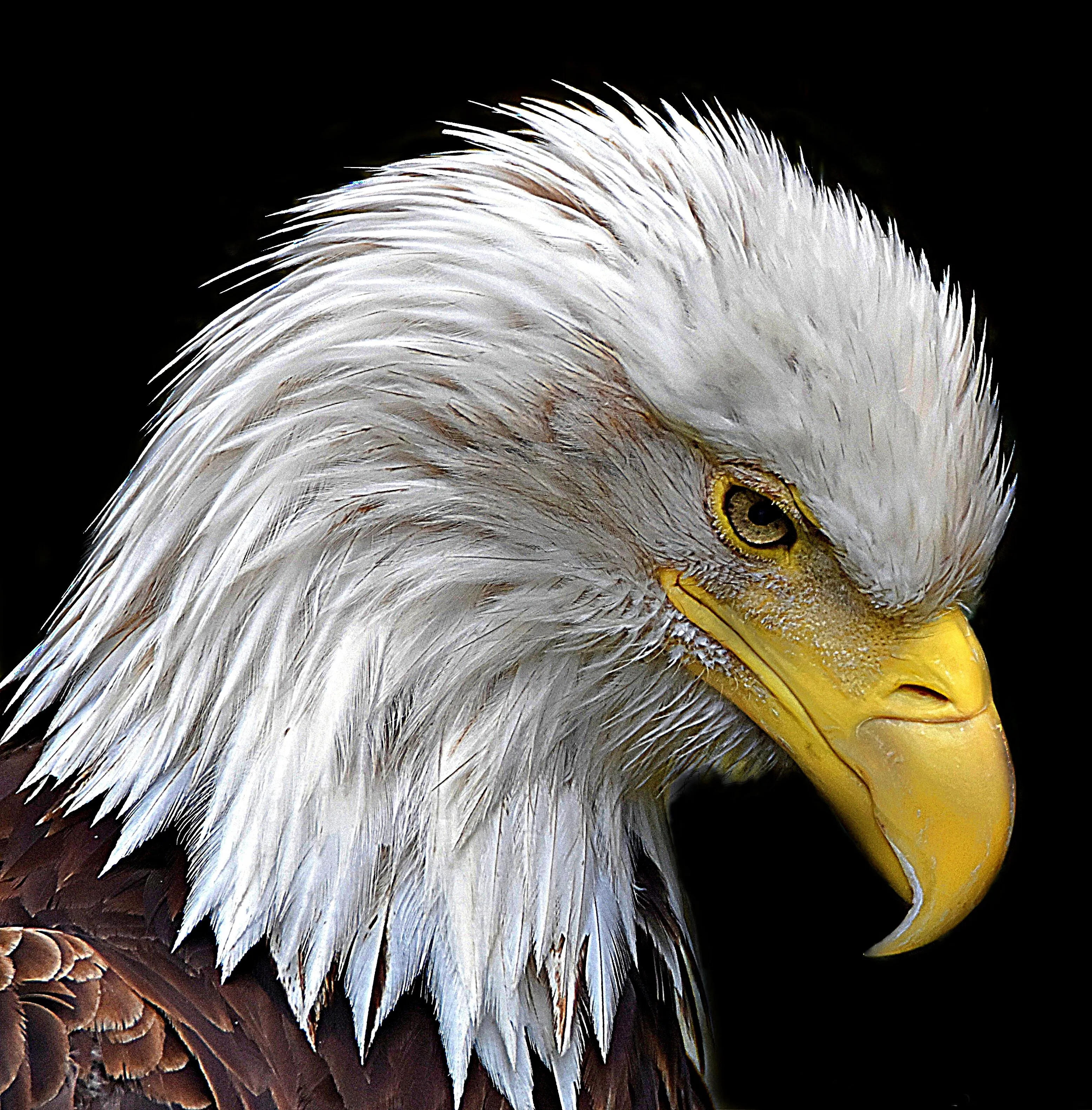Bald Eagle