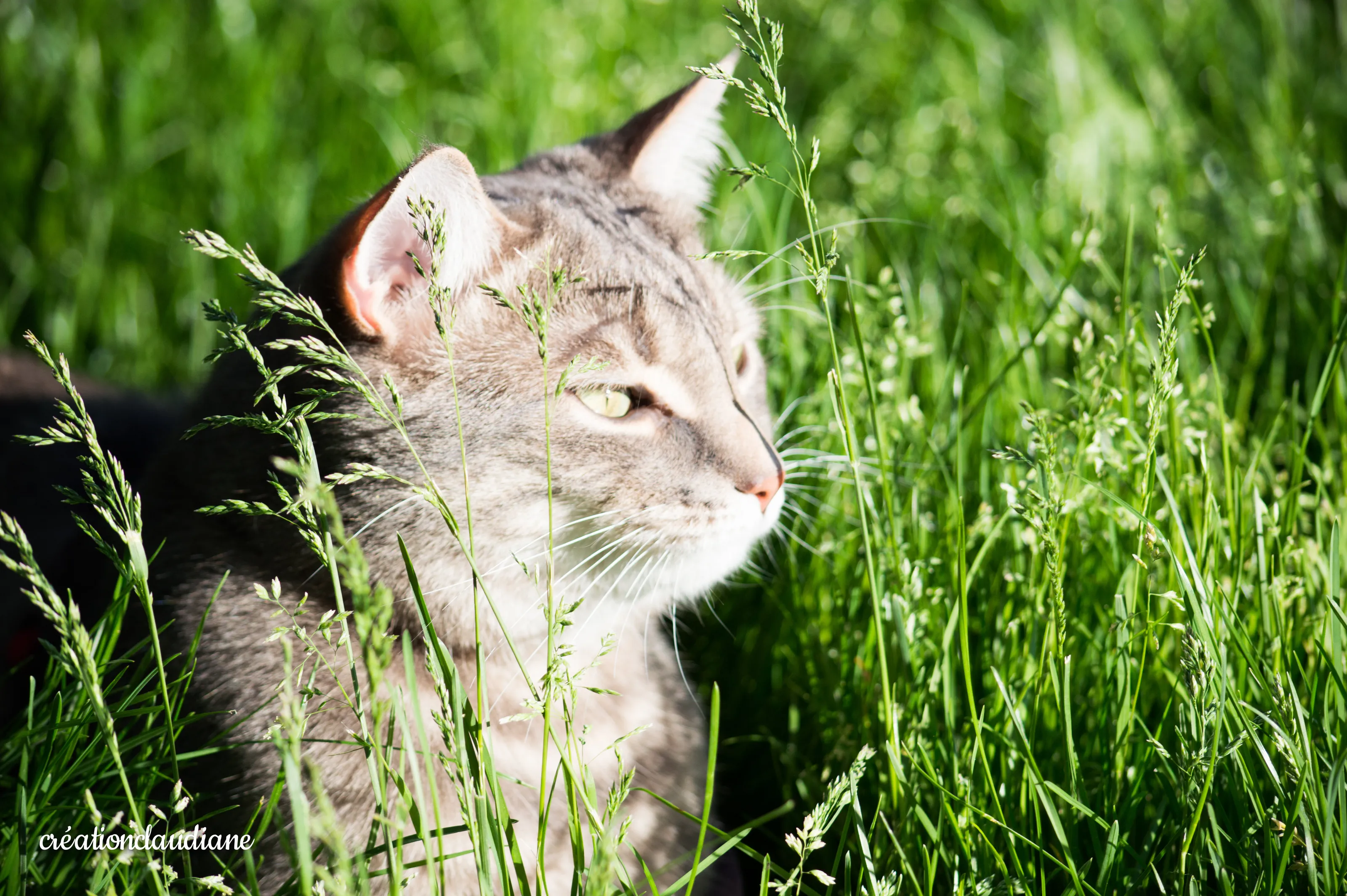 Cat in the morning sun