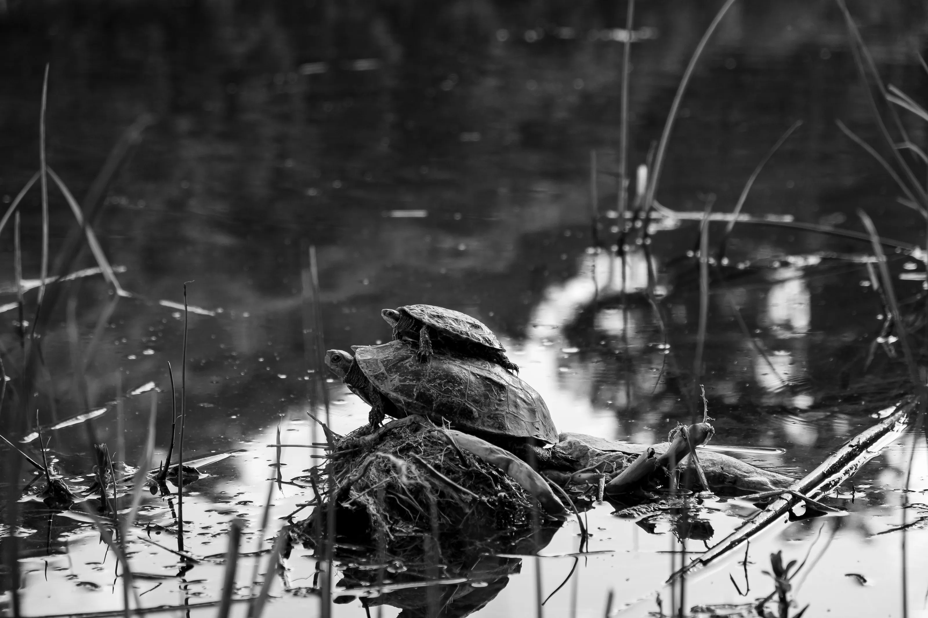 turtles on each other